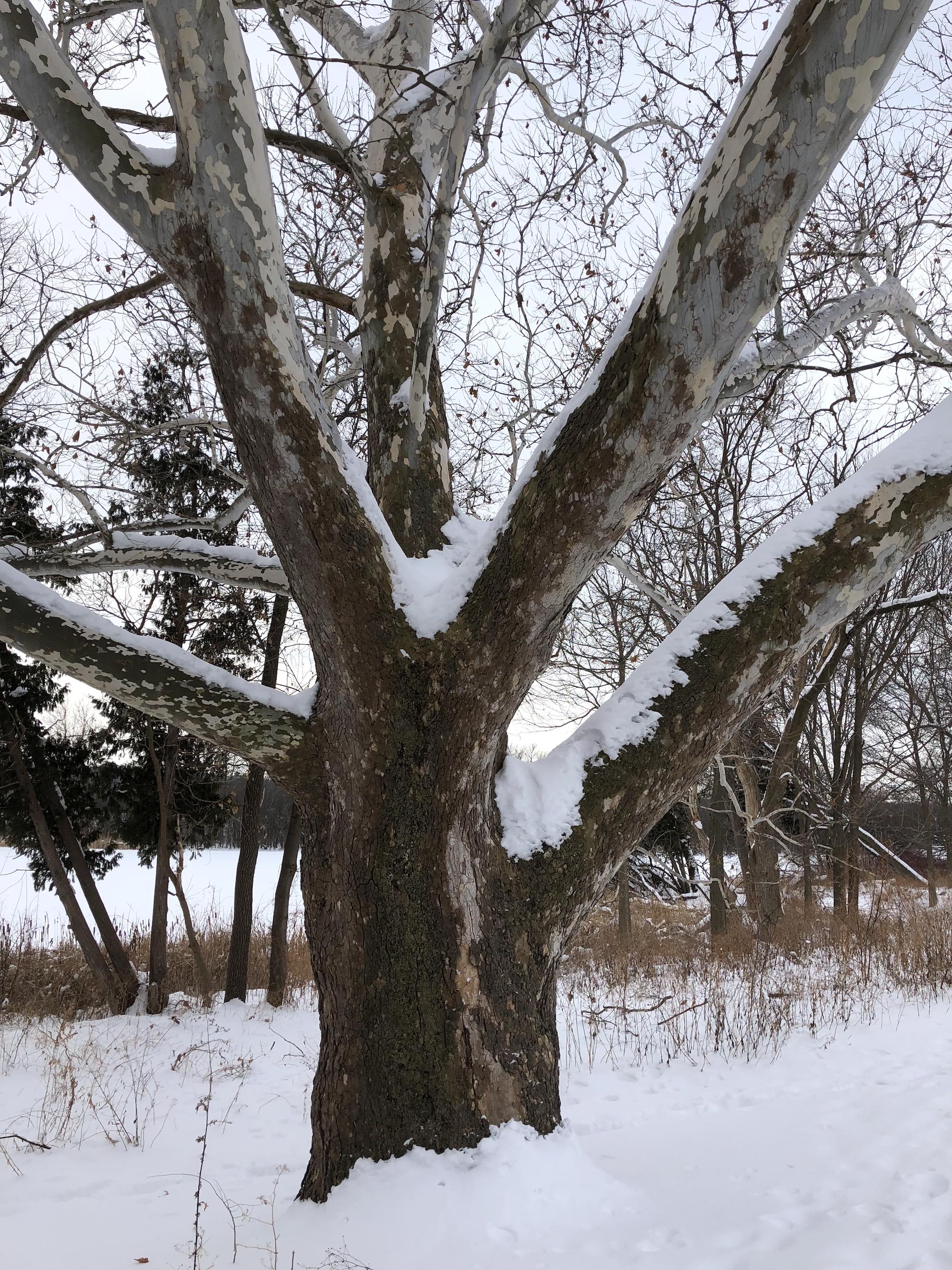 Sycamore tree between Ho-Nee-Um Pond and Arbor Drive on north shore of Lake Wingra on February 10, 2018.