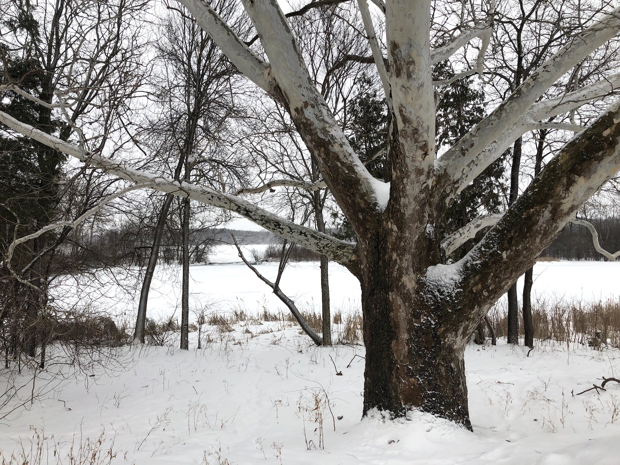 Sycamore tree between Ho-Nee-Um Pond and Arbor Drive on north shore of Lake Wingra on February 24, 2019.