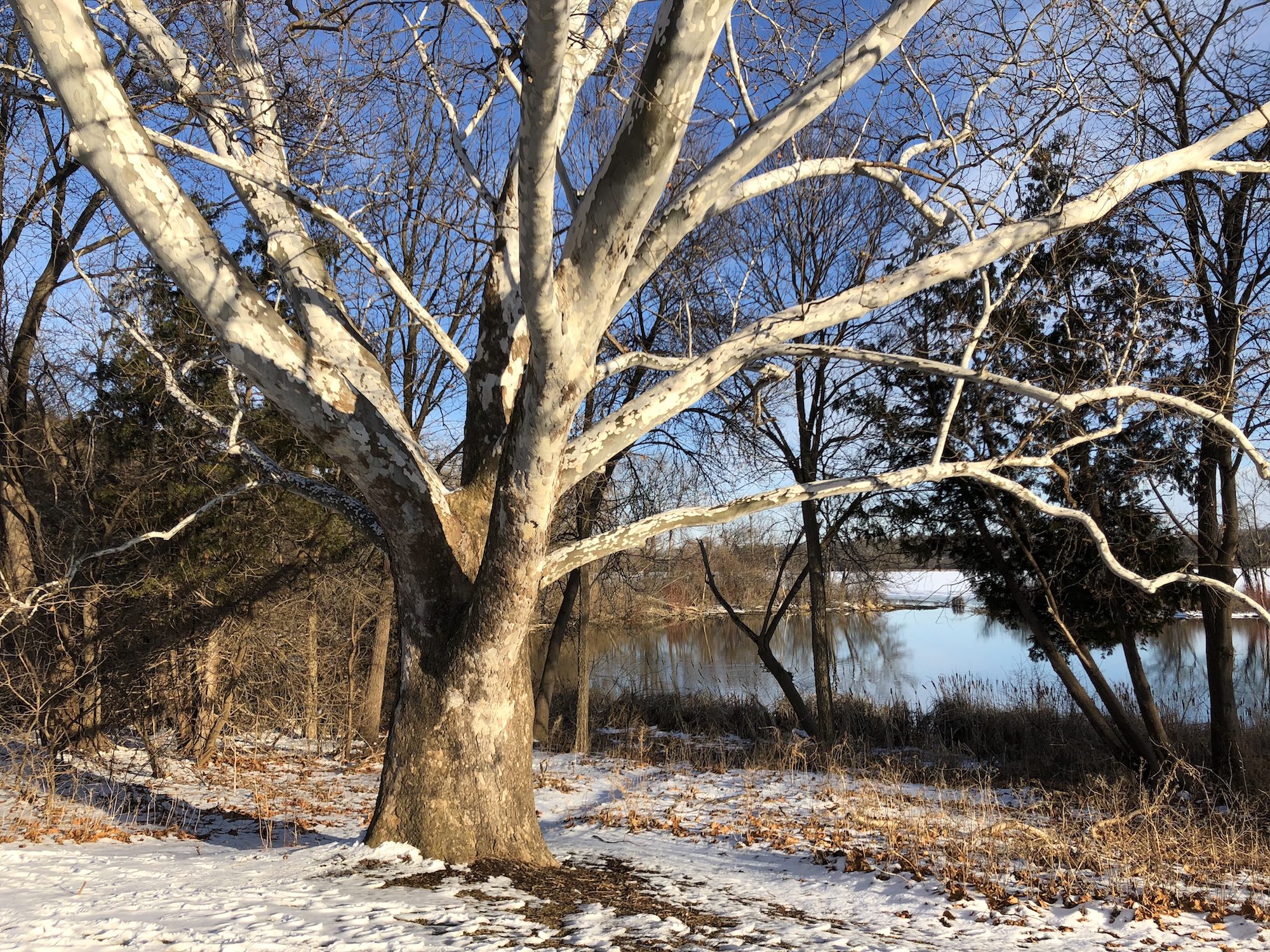Sycamore tree between Ho-Nee-Um Pond and Arbor Drive on north shore of Lake Wingra on March 9, 2018.