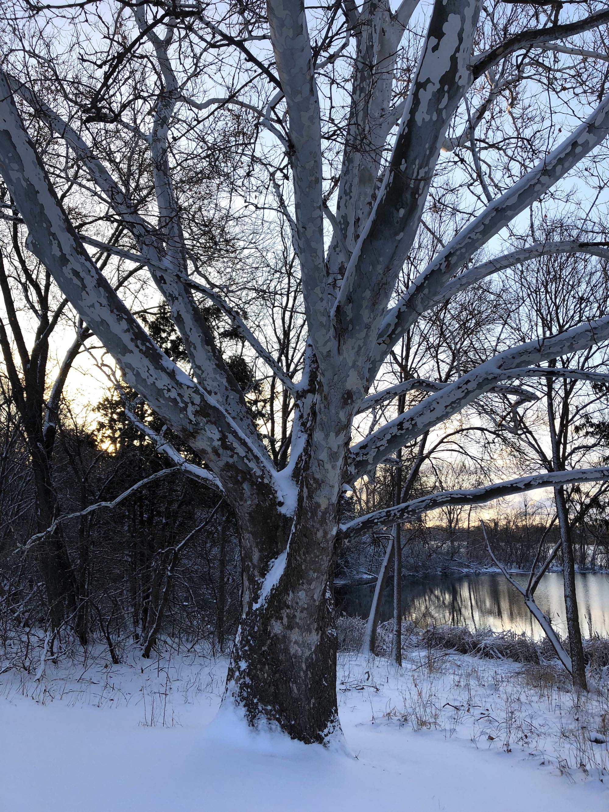 Sycamore tree between Ho-Nee-Um Pond and Arbor Drive on north shore of Lake Wingra on April 4, 2018.