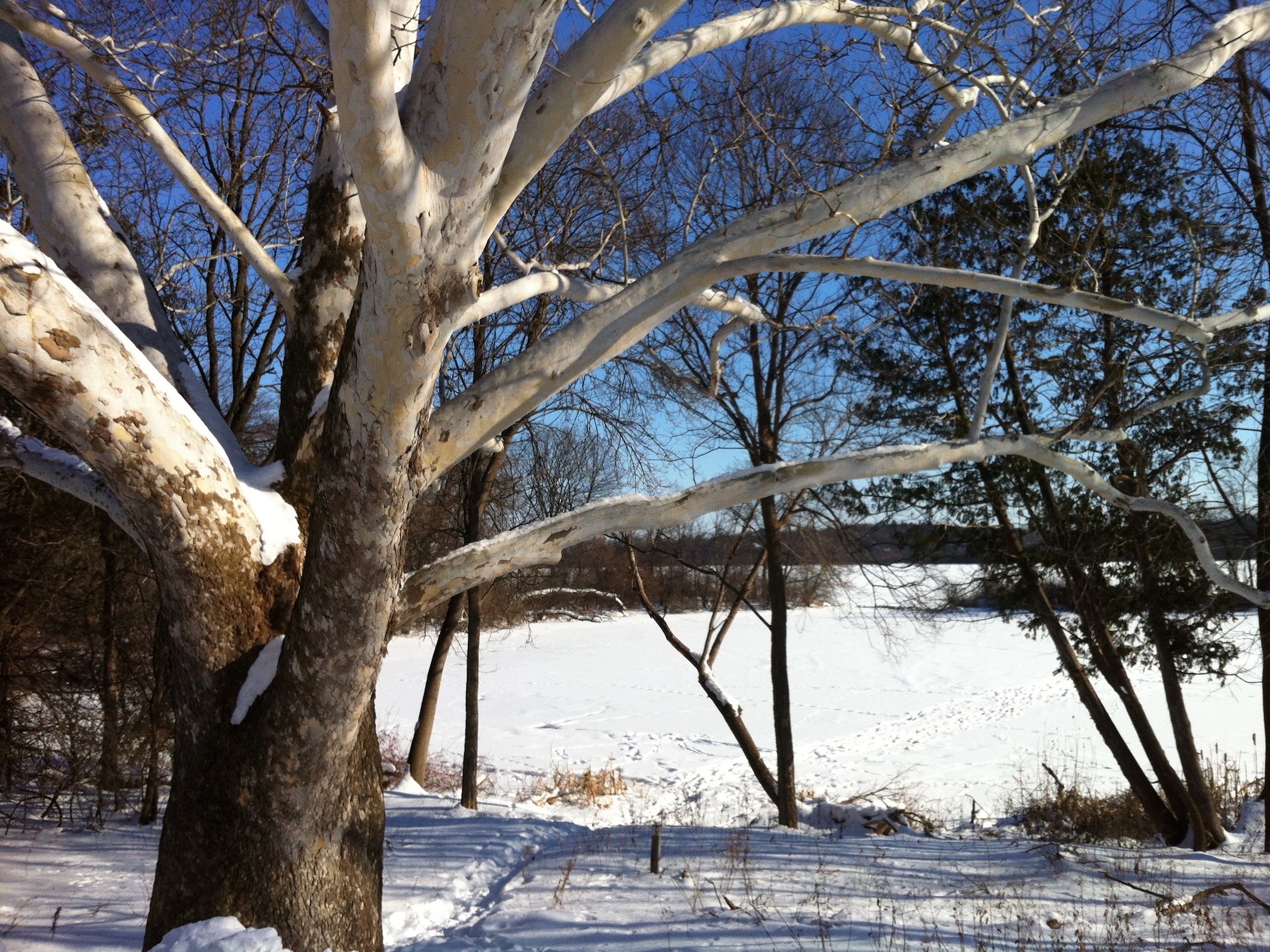 Sycamore tree between Ho-Nee-Um Pond and Arbor Drive on north shore of Lake Wingra on February 5, 2015.