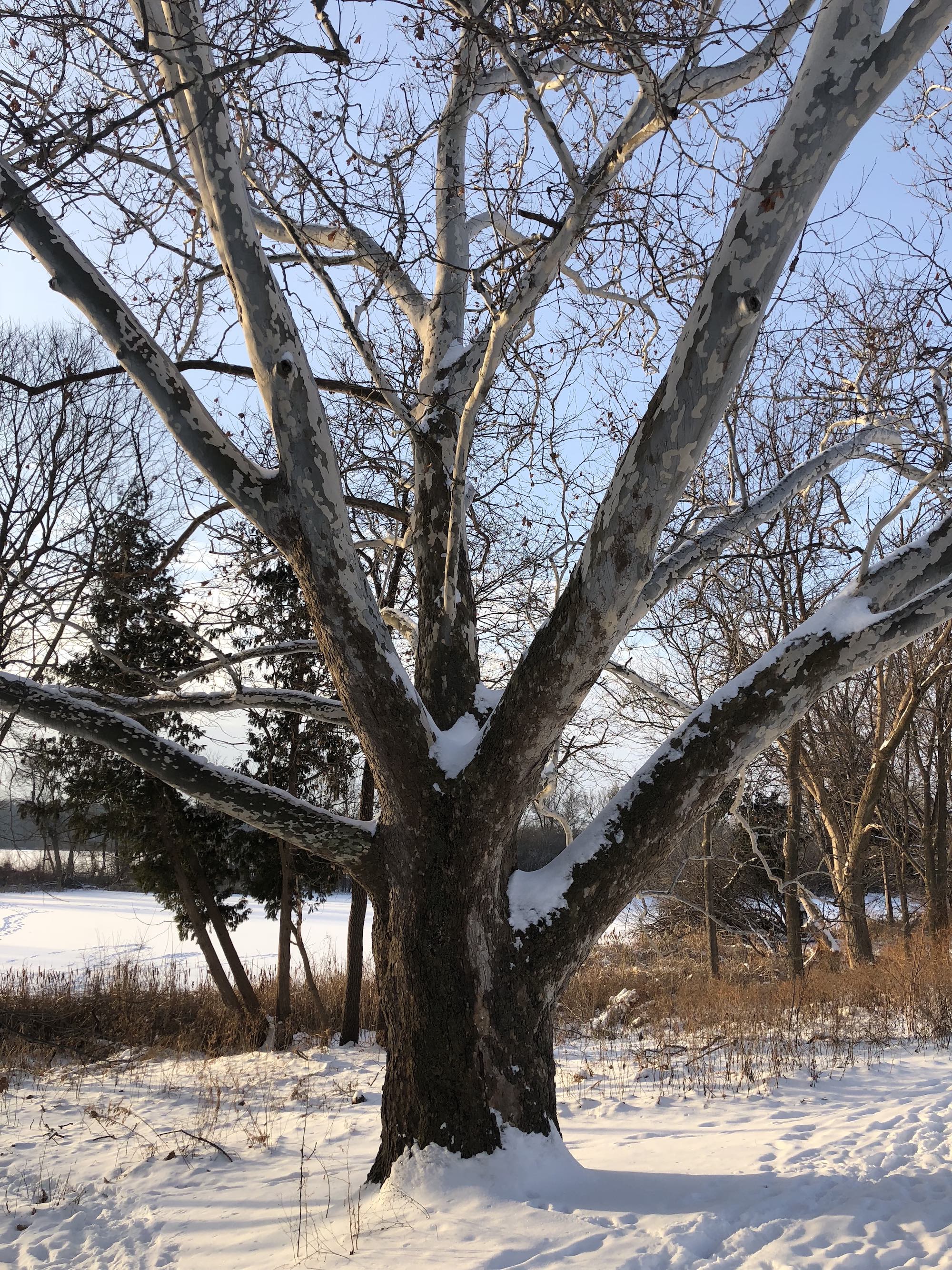 Sycamore tree between Ho-Nee-Um Pond and Arbor Drive on north shore of Lake Wingra on February 8, 2018.