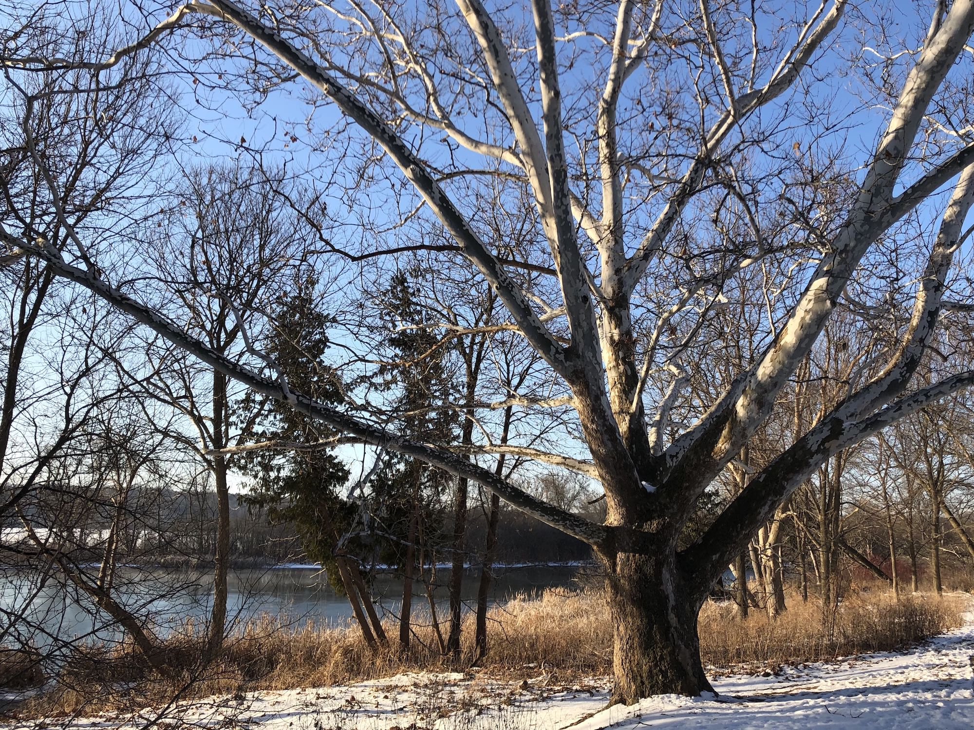 Sycamore tree between Ho-Nee-Um Pond and Arbor Drive on north shore of Lake Wingra on March 10, 2018.