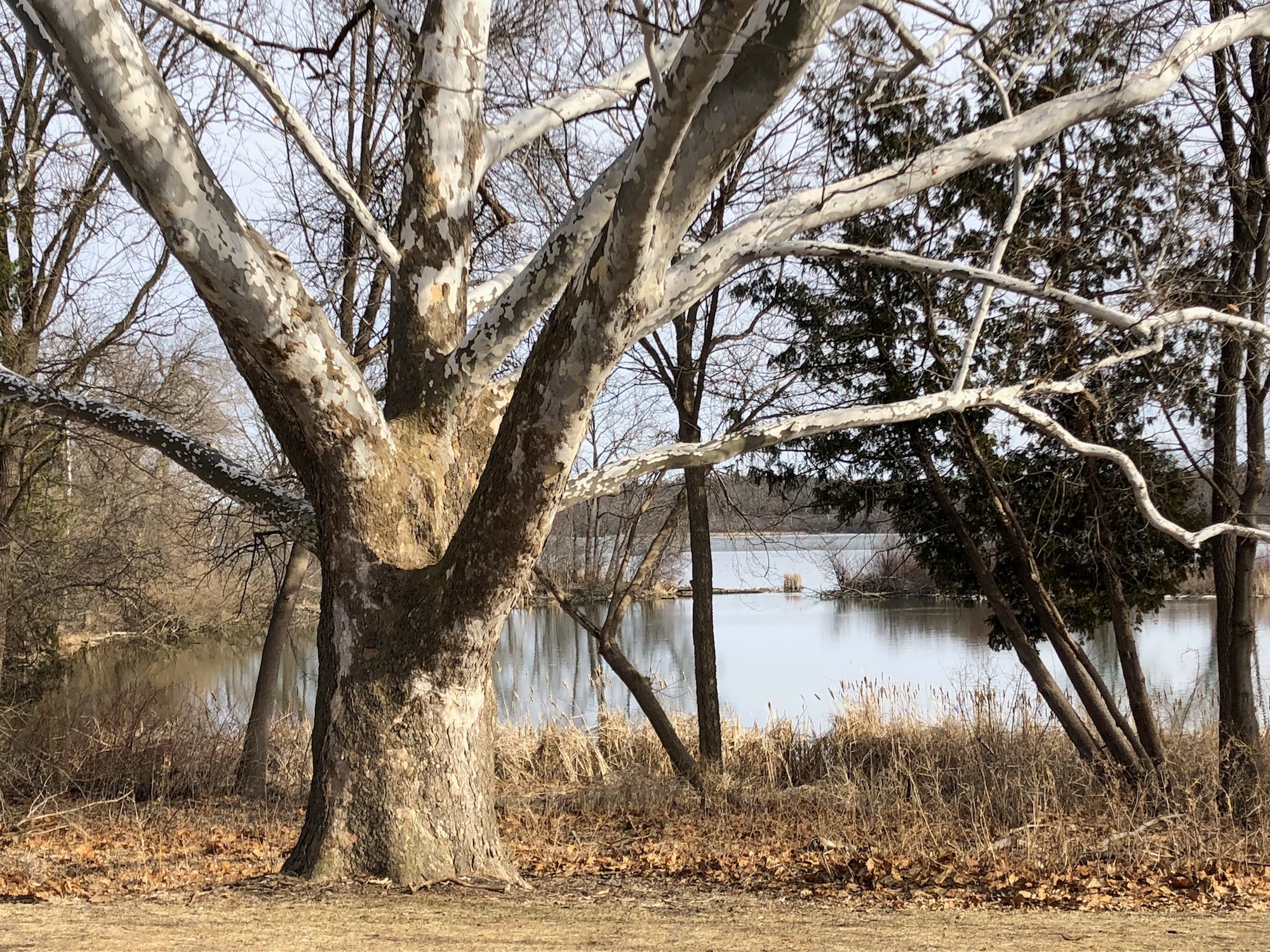 Sycamore tree between Ho-Nee-Um Pond and Arbor Drive on north shore of Lake Wingra on March 20, 2018.
