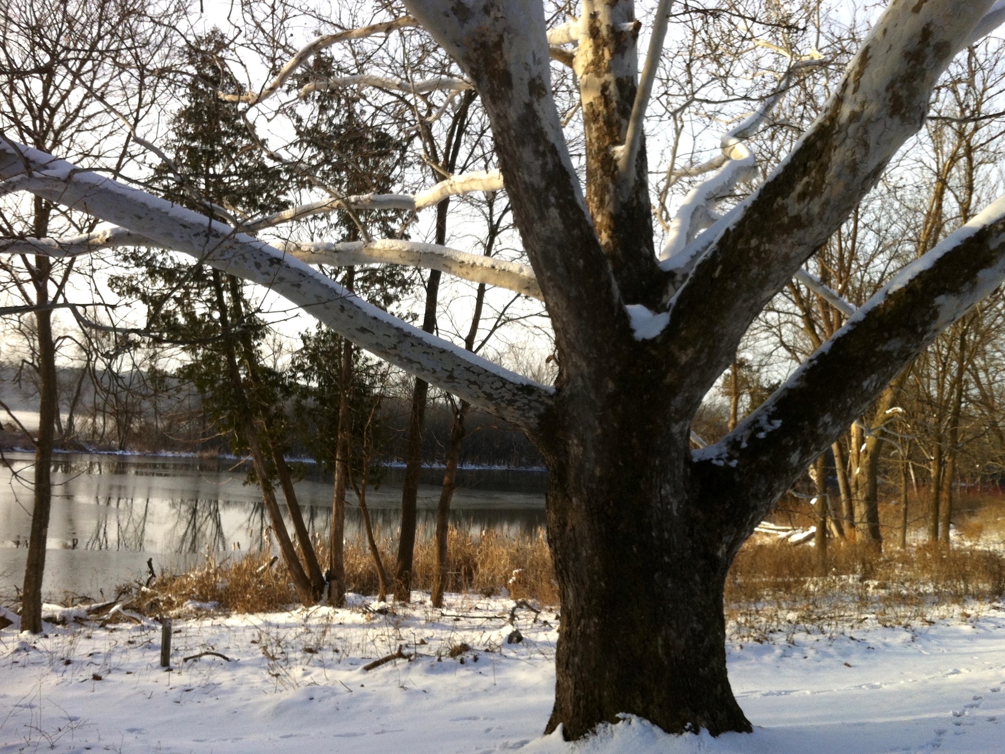 Sycamore tree between Ho-Nee-Um Pond and Arbor Drive on north shore of Lake Wingra on March 24, 2015.