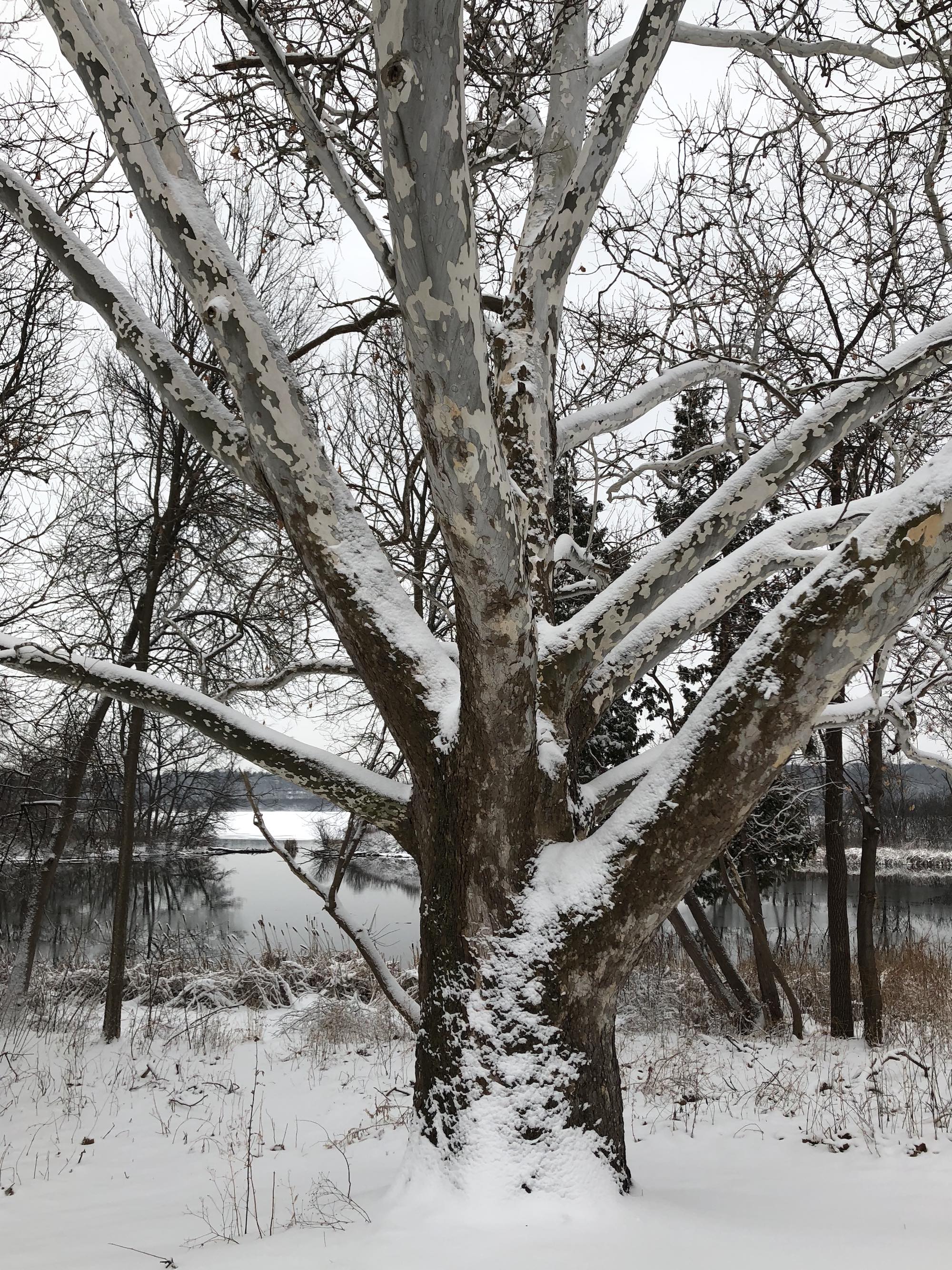 Sycamore tree between Ho-Nee-Um Pond and Arbor Drive on north shore of Lake Wingra on March 6, 2018.