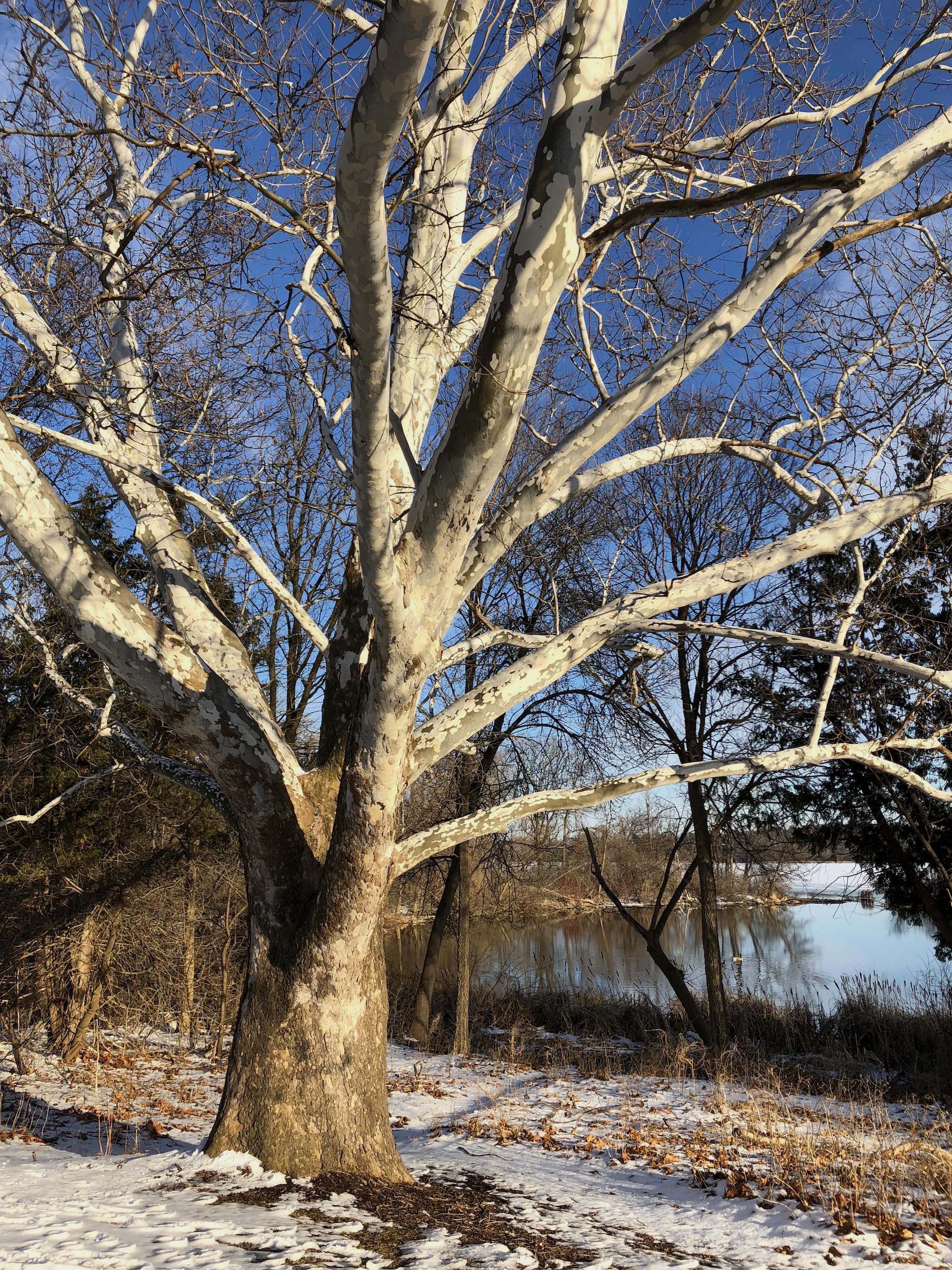 Sycamore tree between Ho-Nee-Um Pond and Arbor Drive on north shore of Lake Wingra on March 9, 2018.