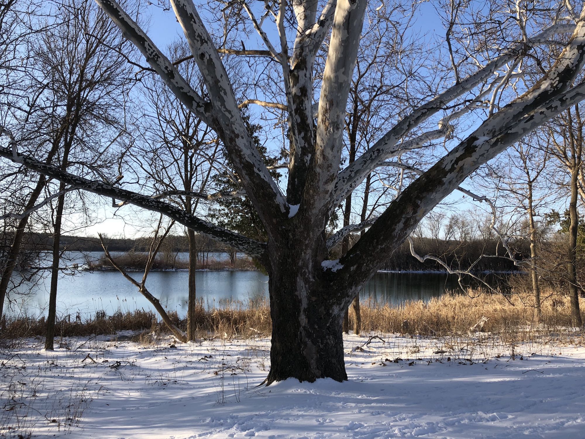 Sycamore tree between Ho-Nee-Um Pond and Arbor Drive on north shore of Lake Wingra on April 17, 2018.