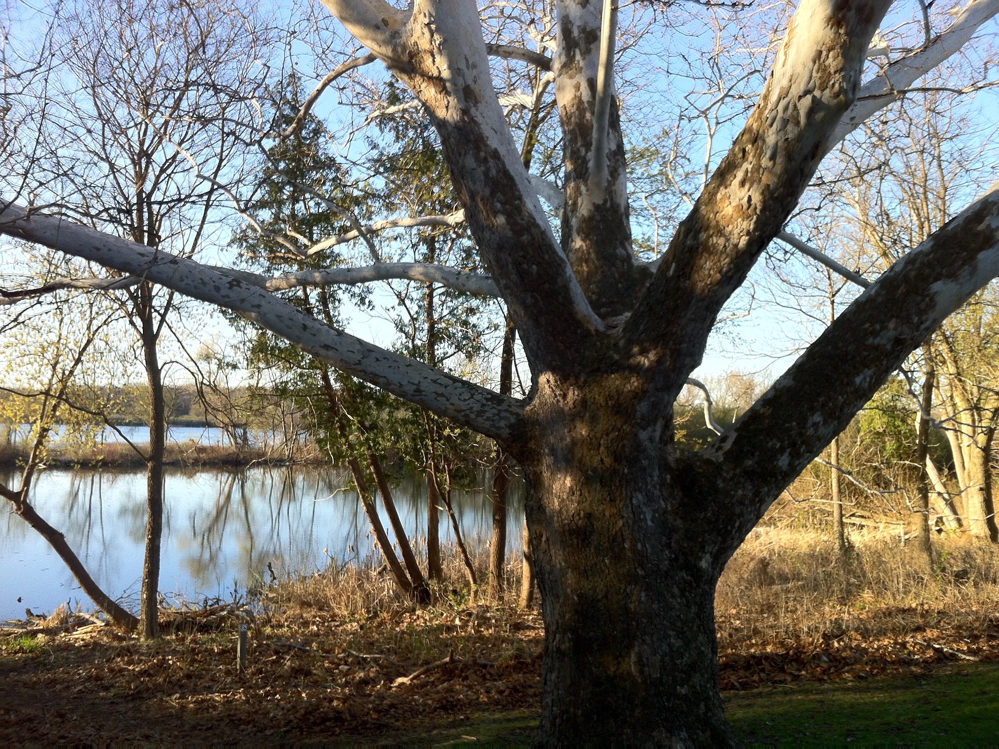 Sycamore tree between Ho-Nee-Um Pond and Arbor Drive on north shore of Lake Wingra on April 24, 2015.