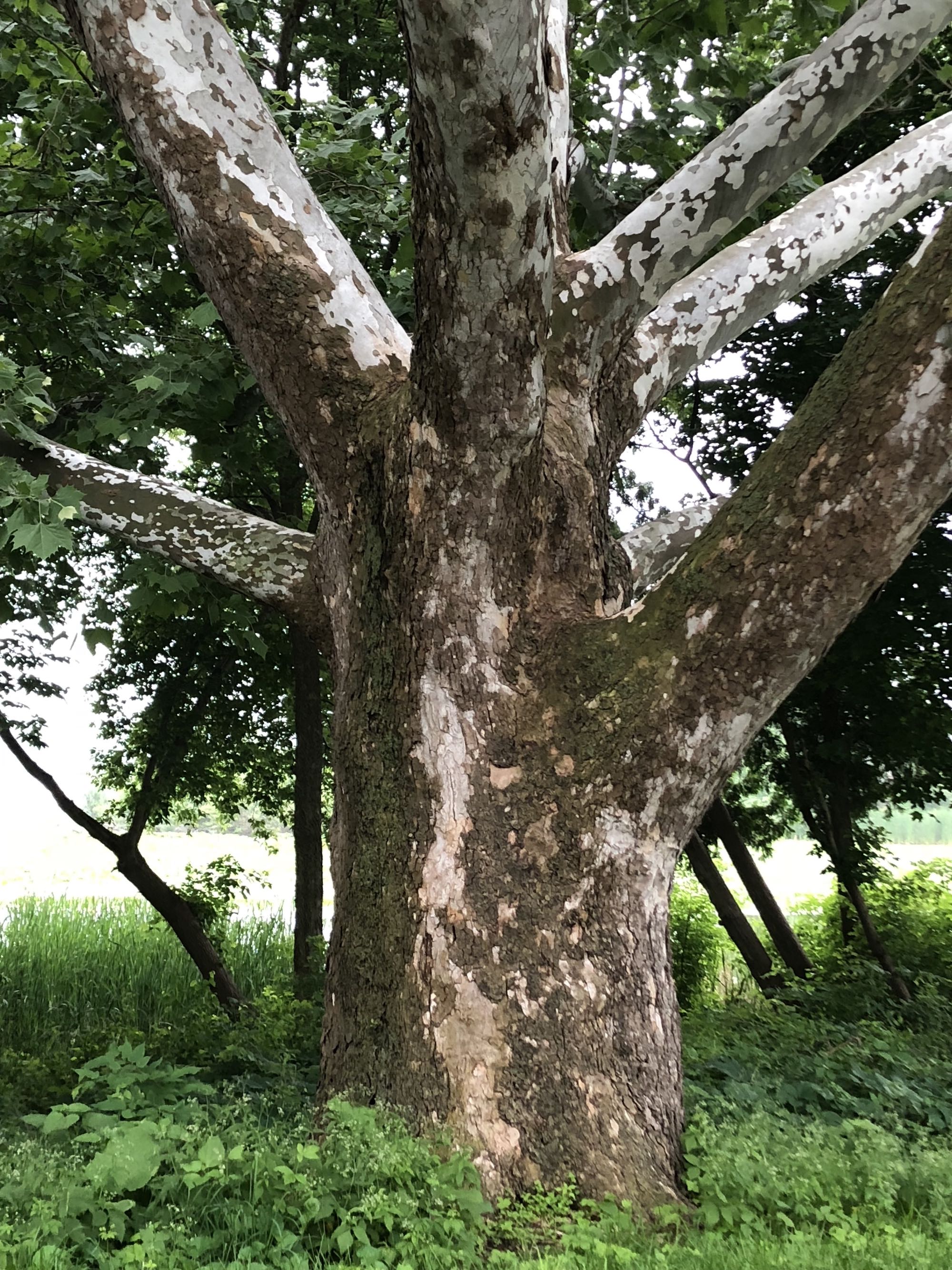 Sycamore tree between Ho-Nee-Um Pond and Arbor Drive on north shore of Lake Wingra on June 6, 2018.