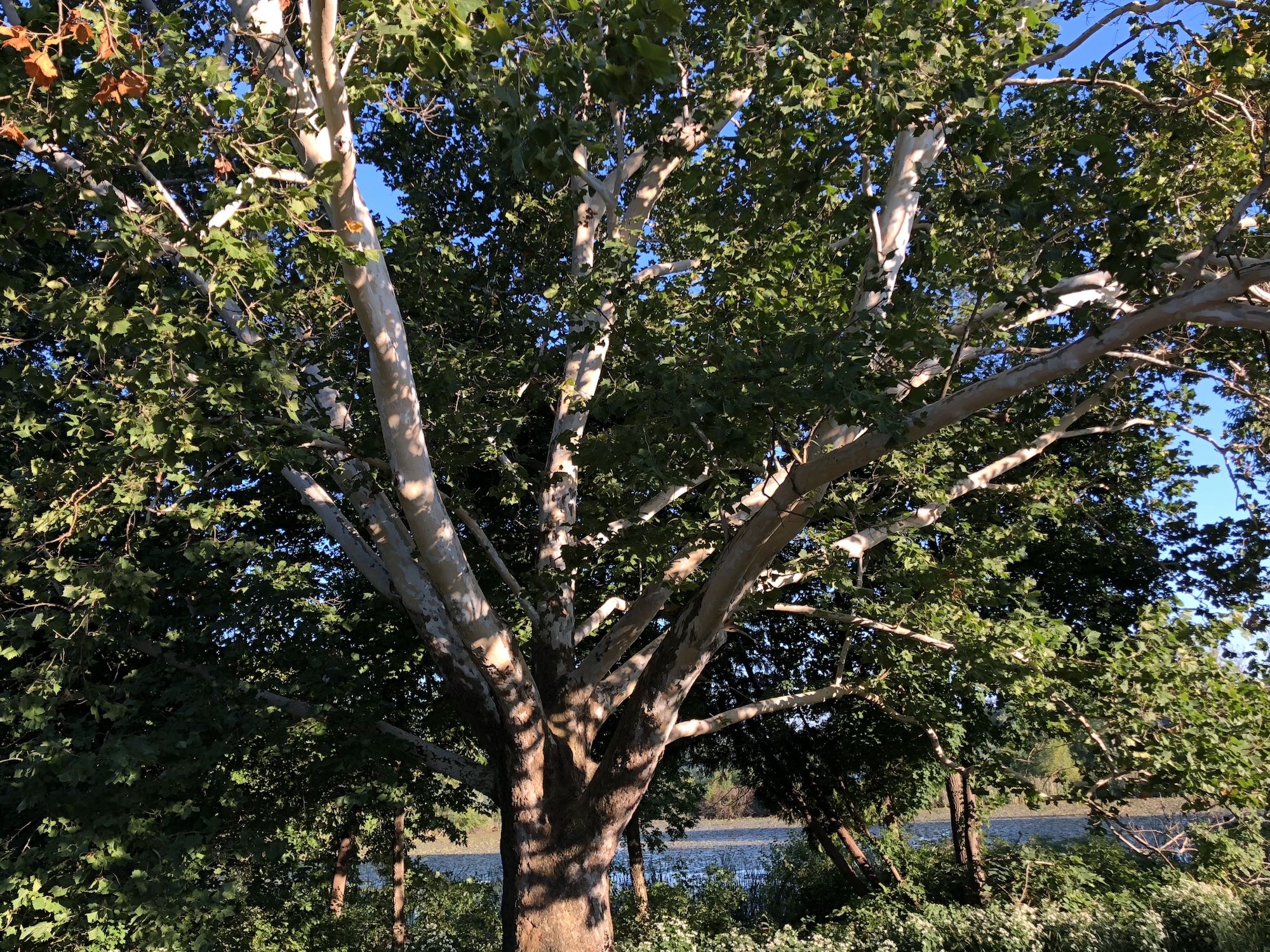 Sycamore tree between Ho-Nee-Um Pond and Arbor Drive on north shore of Lake Wingra on September 12, 2018.