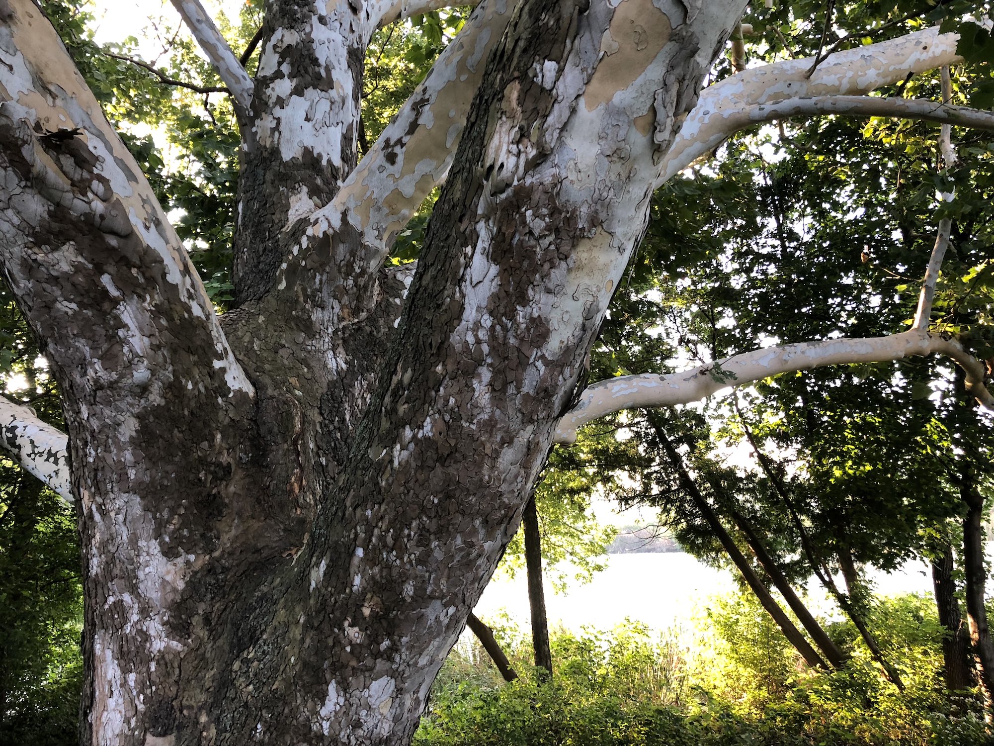 Sycamore tree between Ho-Nee-Um Pond and Arbor Drive on north shore of Lake Wingra on September 14, 2018.