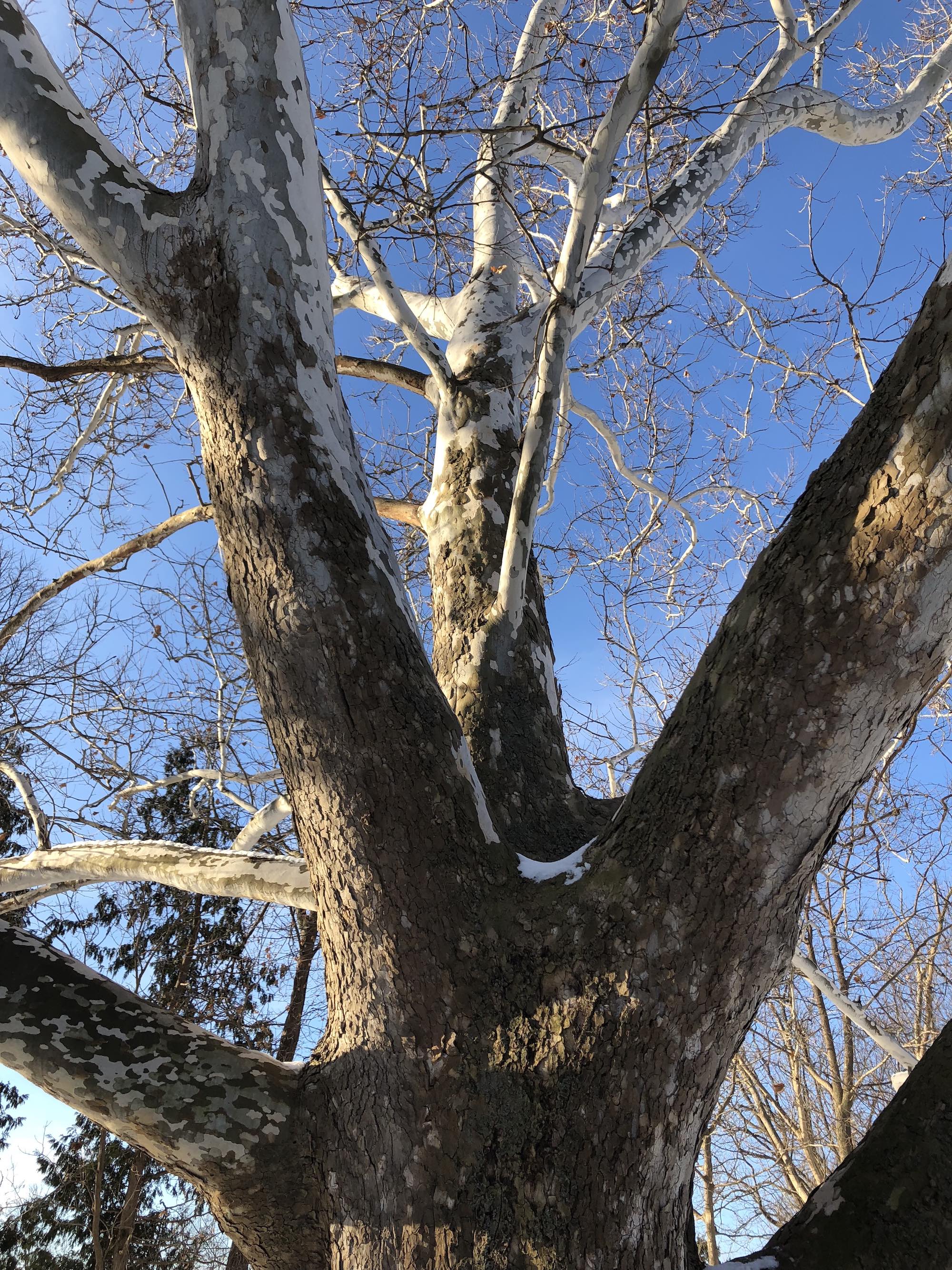 Sycamore tree between Ho-Nee-Um Pond and Arbor Drive on north shore of Lake Wingra on March 7, 2018.