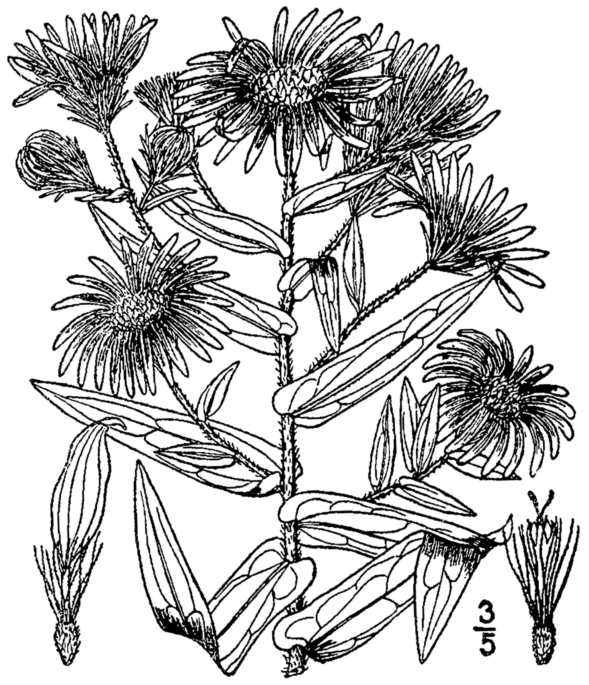 1913 illustration of New England Aster (Symphyotrichum novae-angliae).