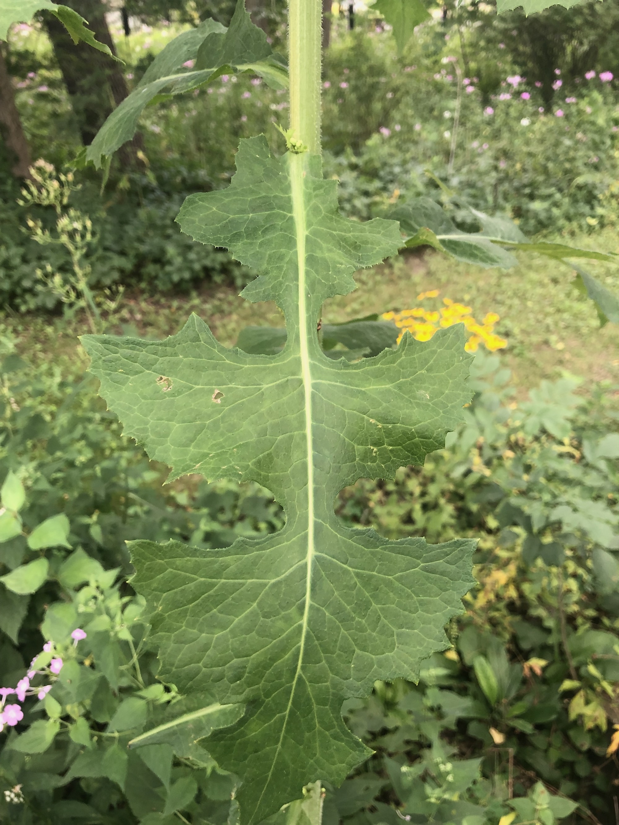 Tall Blue Lettuce leaf at wood's edge between Marion Dunn Prairie and Oak Savanna in Madison, Wisconsin on August 16, 2021.