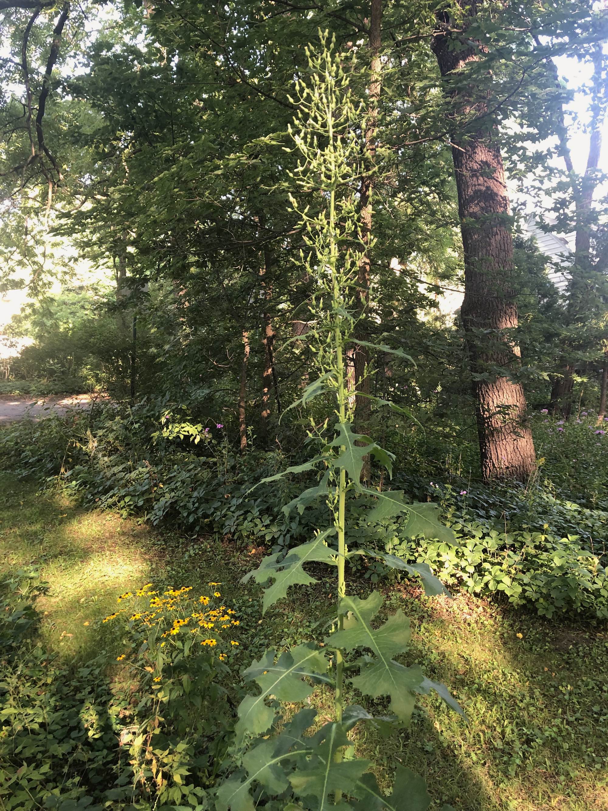 Tall Blue Lettuce near Duck Pond in Madison, Wisconsin on August 15, 2021