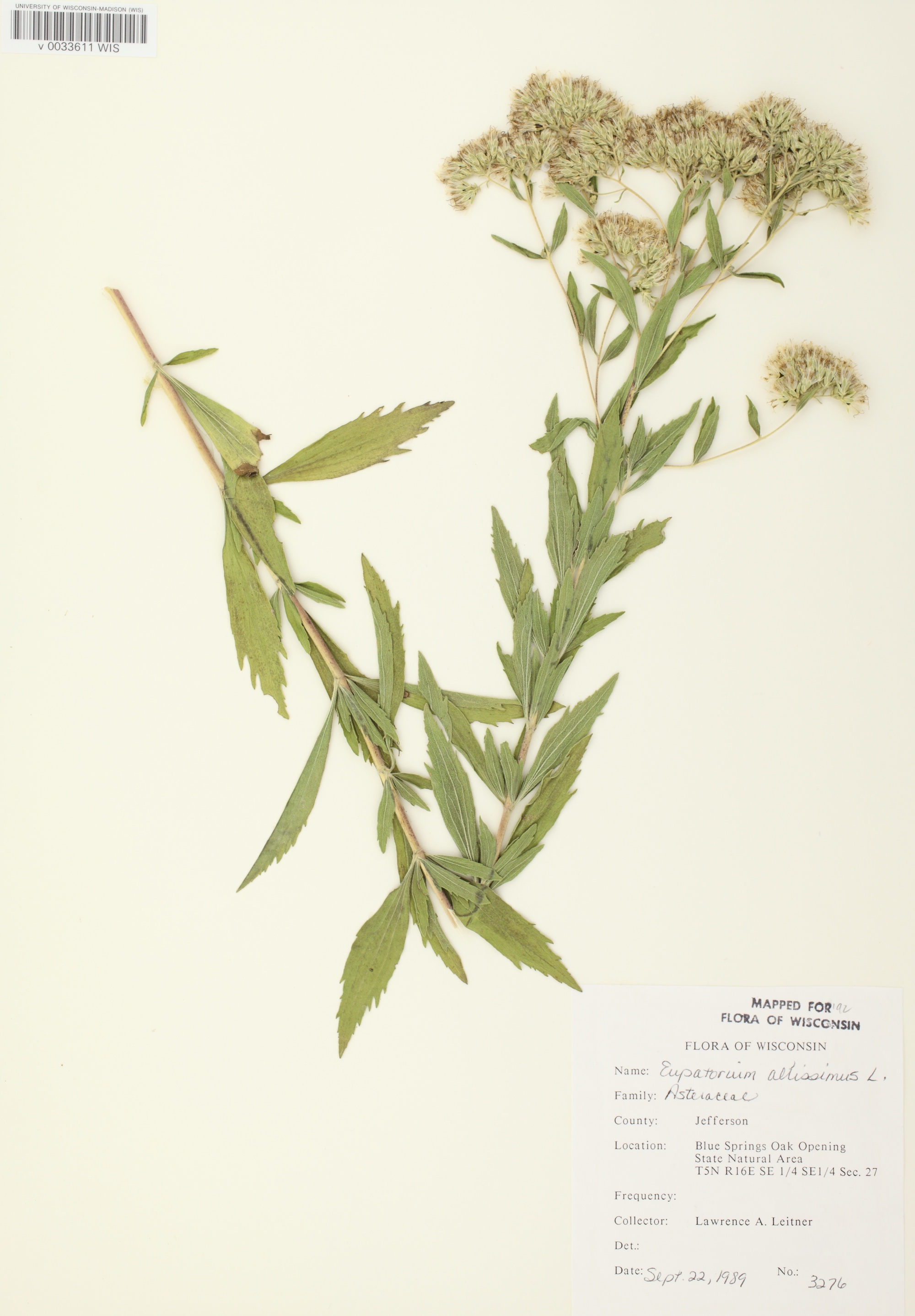 Tall Boneset specimen collected in Jefferson County in the Blue Springs Oak Opening State Natual Area on September 22, 1989.