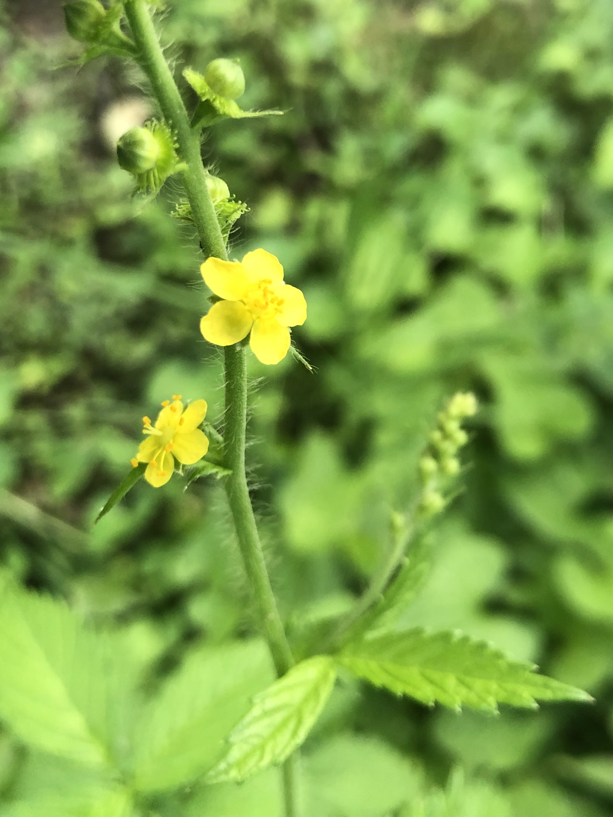 Tall Hairy Agrimony at edge of Nakoma Park natural area in Madison, Wisconsin on July 9, 2022.