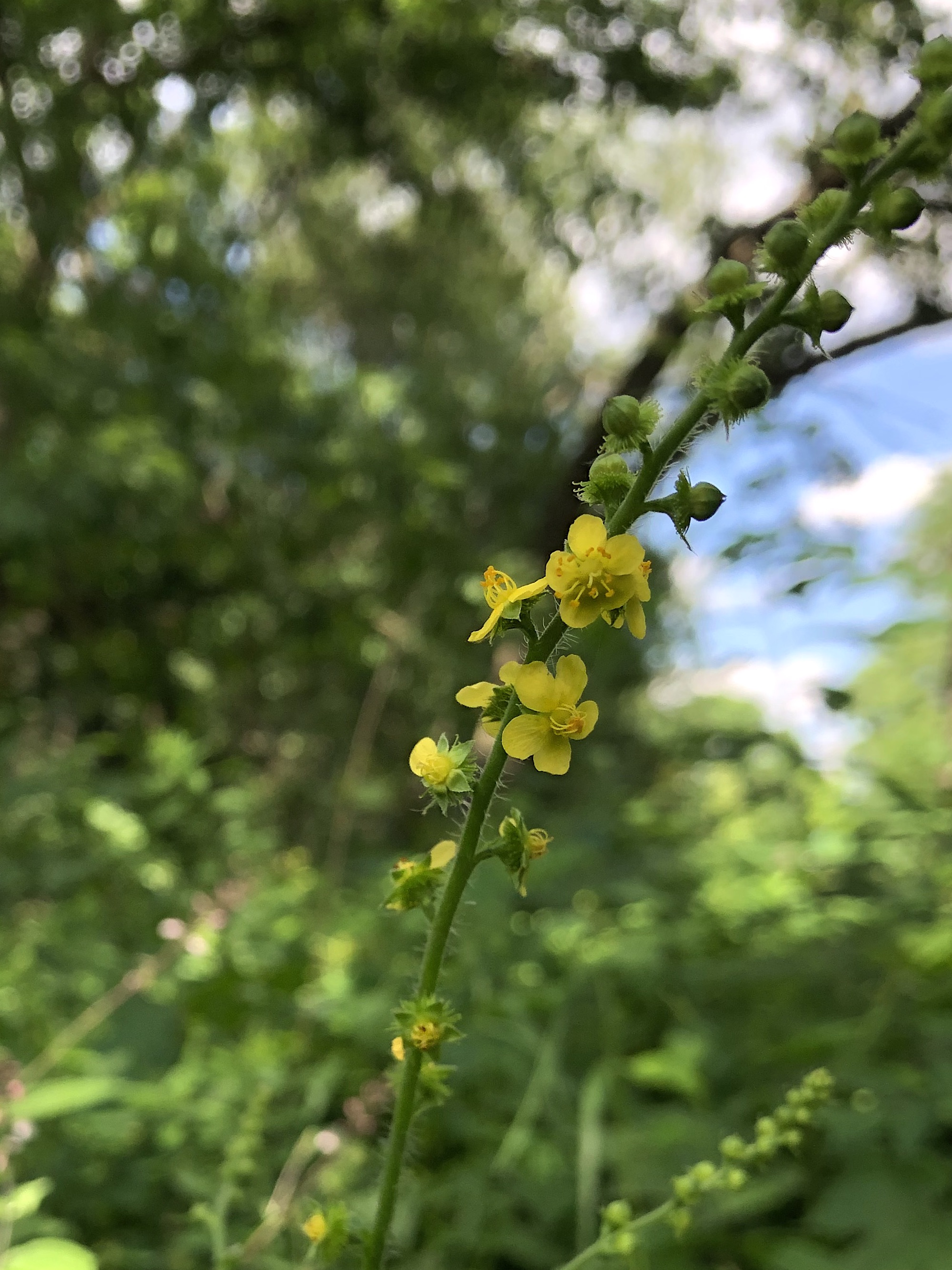 Tall Hairy Agrimony at edge of Nakoma Park natural area in Madison, Wisconsin on July 9, 2022.