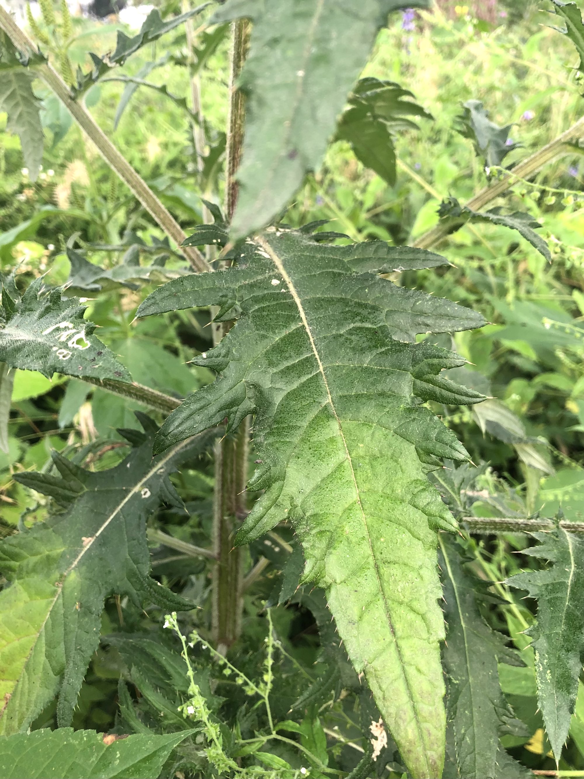 Tall Thistle stalk and leaves in Oak Savanna in Madison, Wisconsin on August 7, 2022.