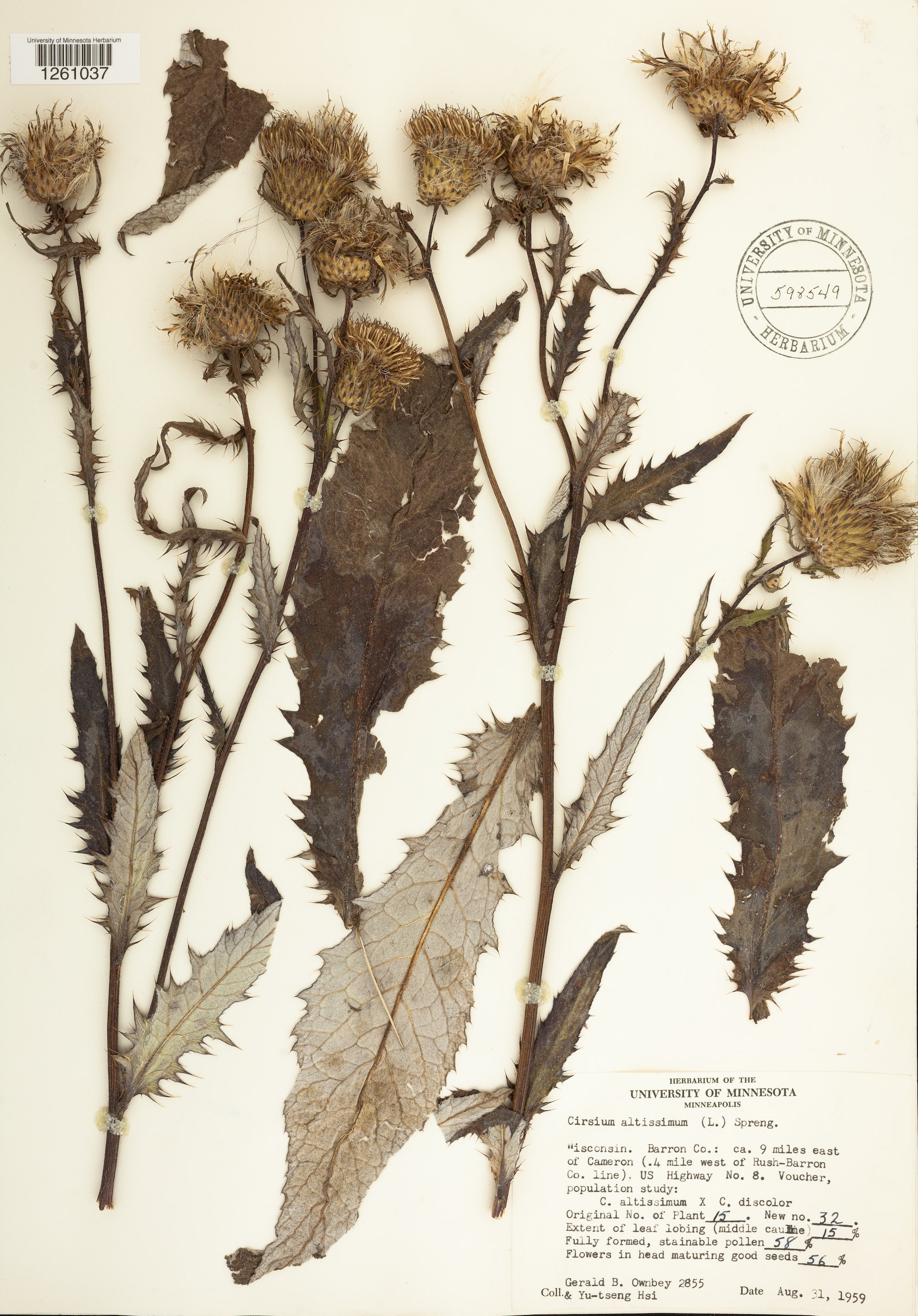 Tall Thistle specimen collected in August 31, 1959 in Barron County, Wisconsin.