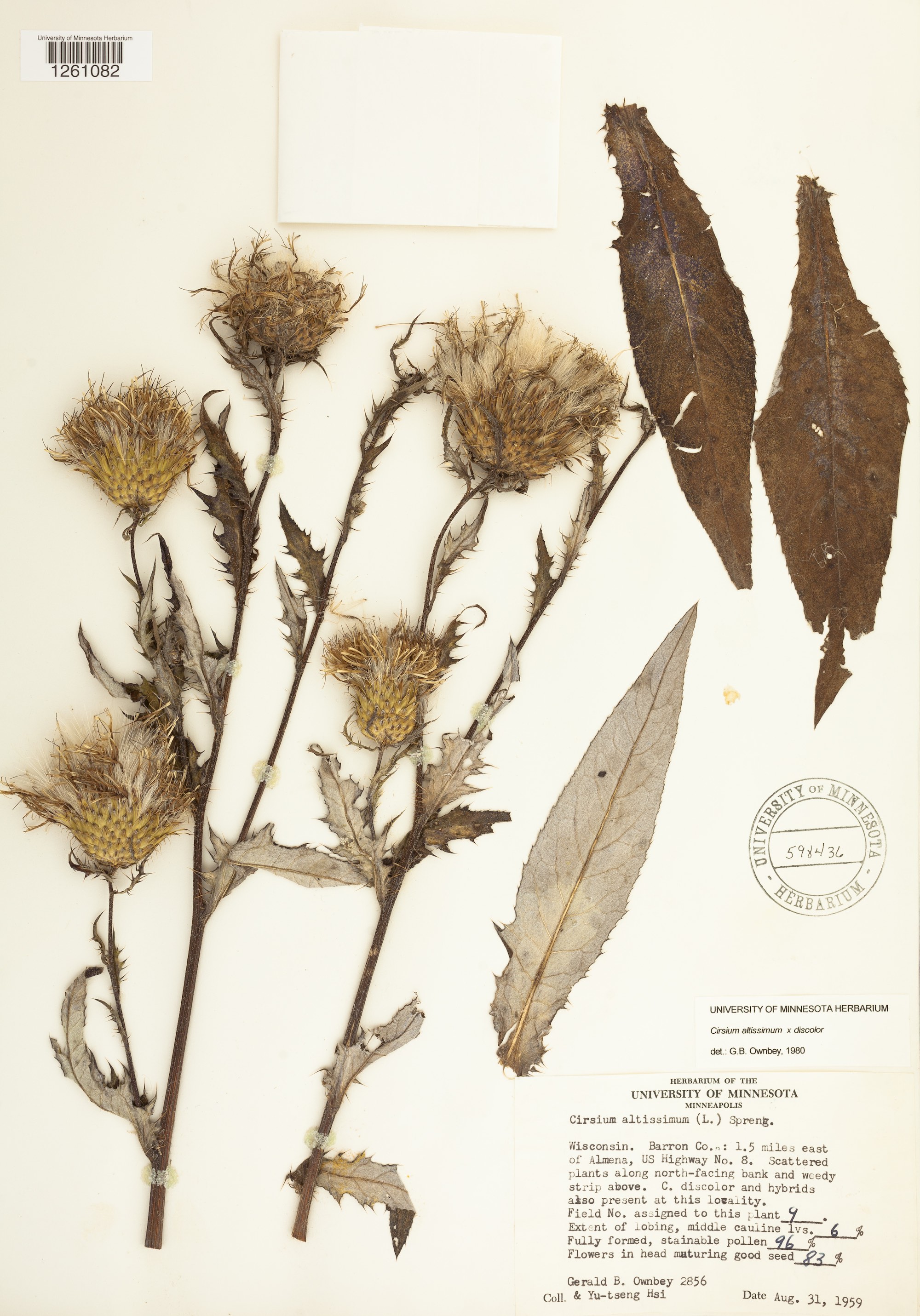 Tall Thistle specimen collected in 1959 in Barron County, Wisconsin.