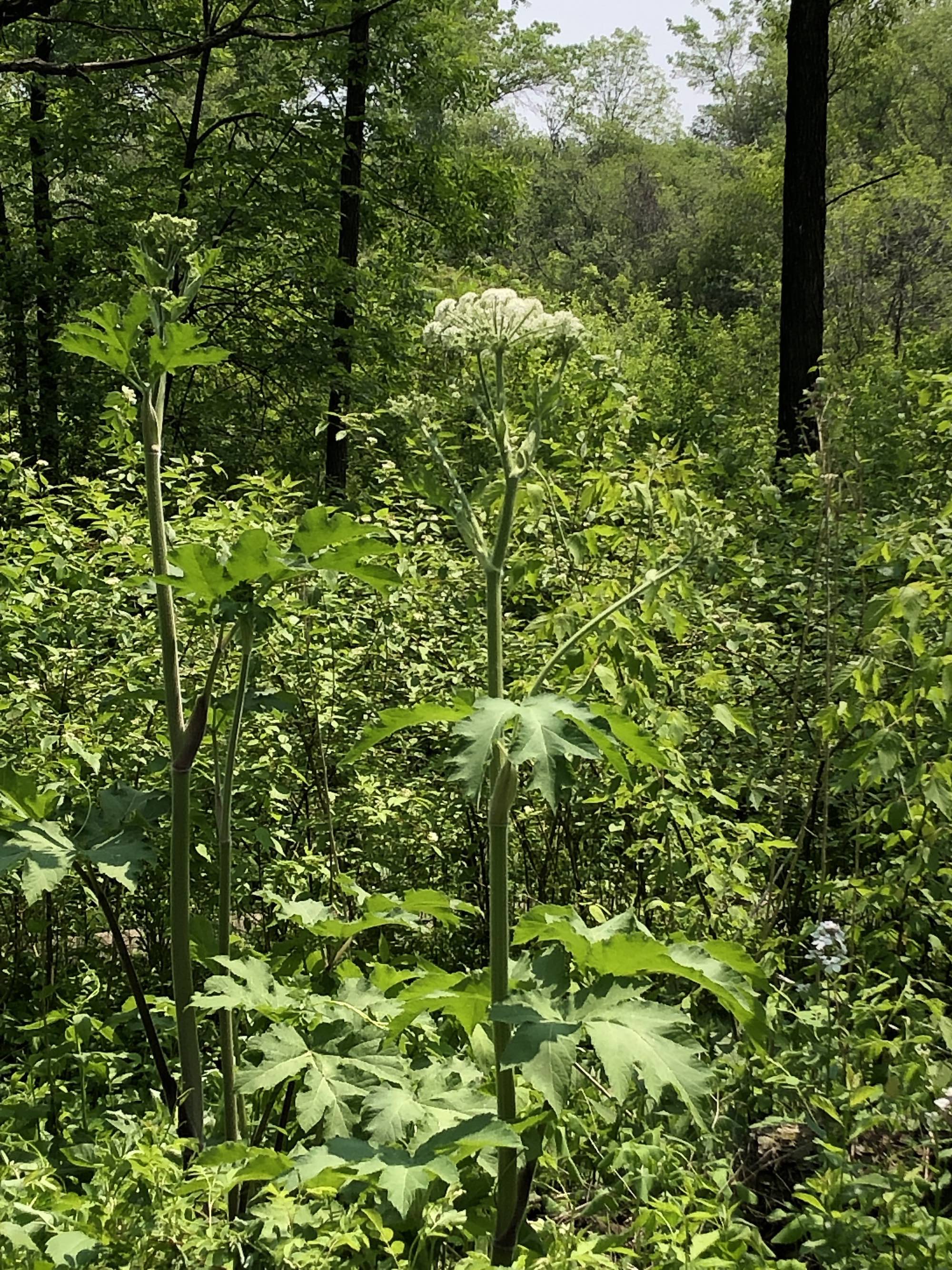Cow Parsnip near Council Ring in Oak Savanna on May 31, 2019.