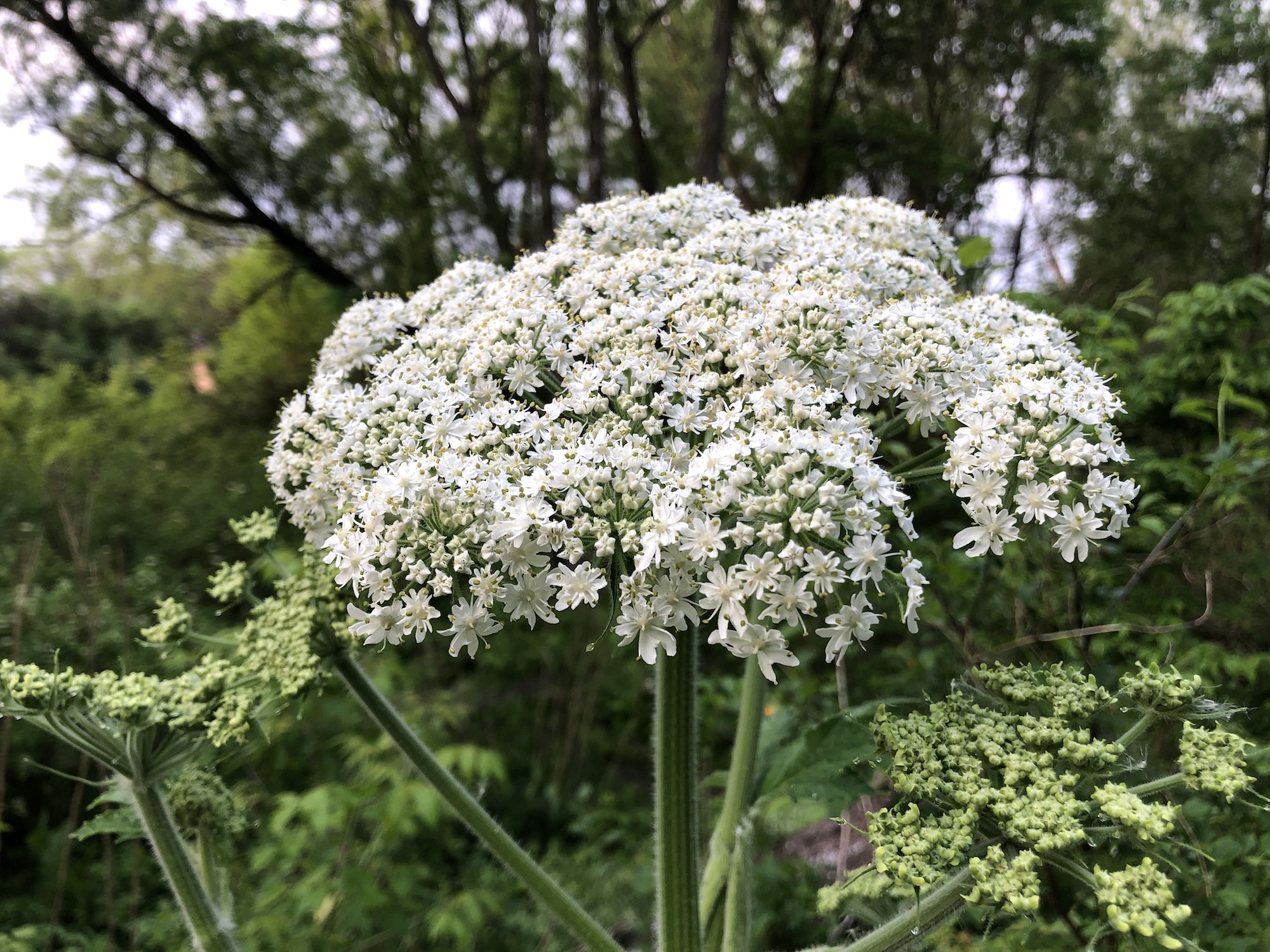  Cow Parsnip near Council Ring in Oak Savanna on May 31, 2019 in Madison, Wisconsin.