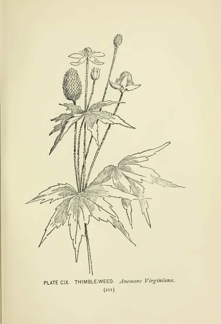 Thimbleweed (Anemone virginiana) illustration by Alice Lounsberry circa 1899.