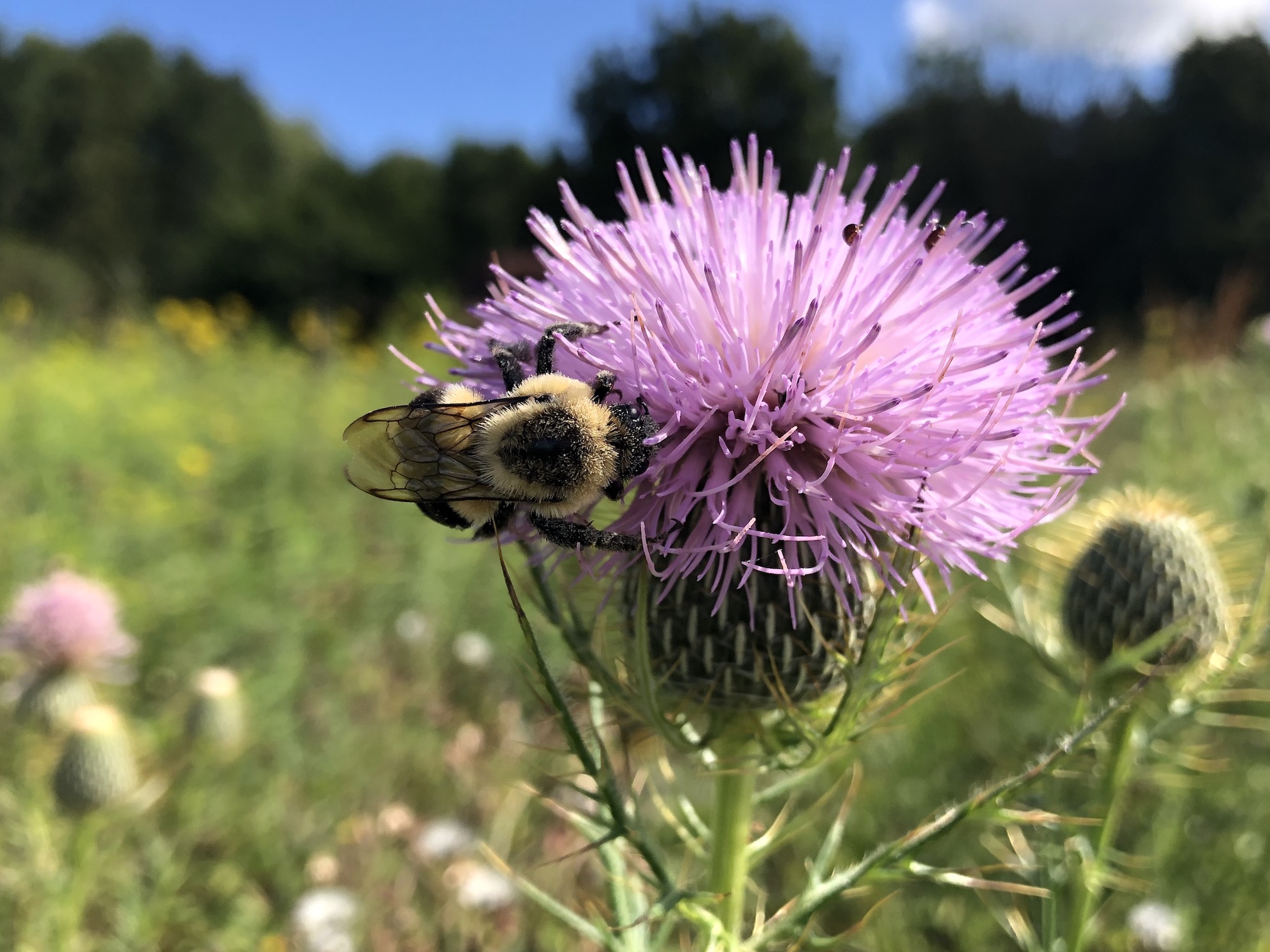 Bee on thistle on August 18, 2020.