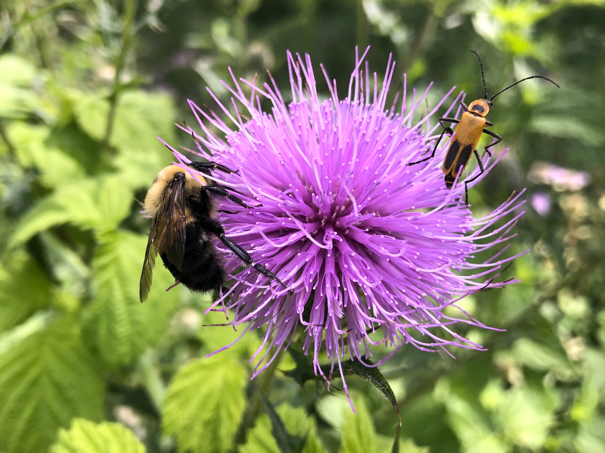 Bumblebee on Thistle on August 4, 2020.