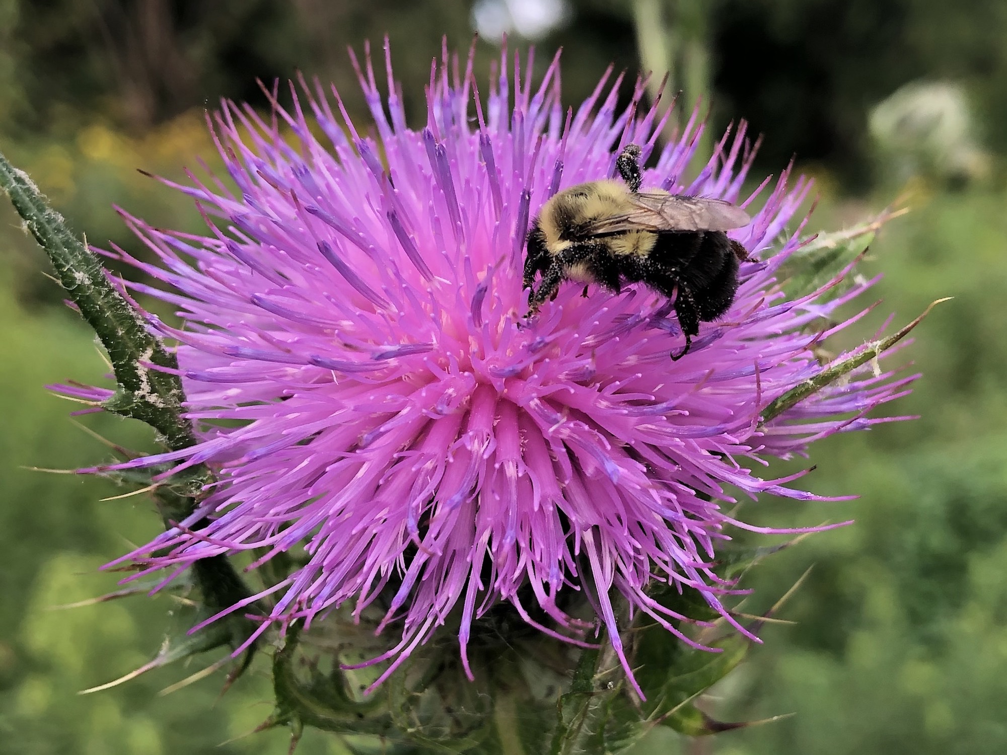 Bumblebee on Thistle on August 6, 2020.