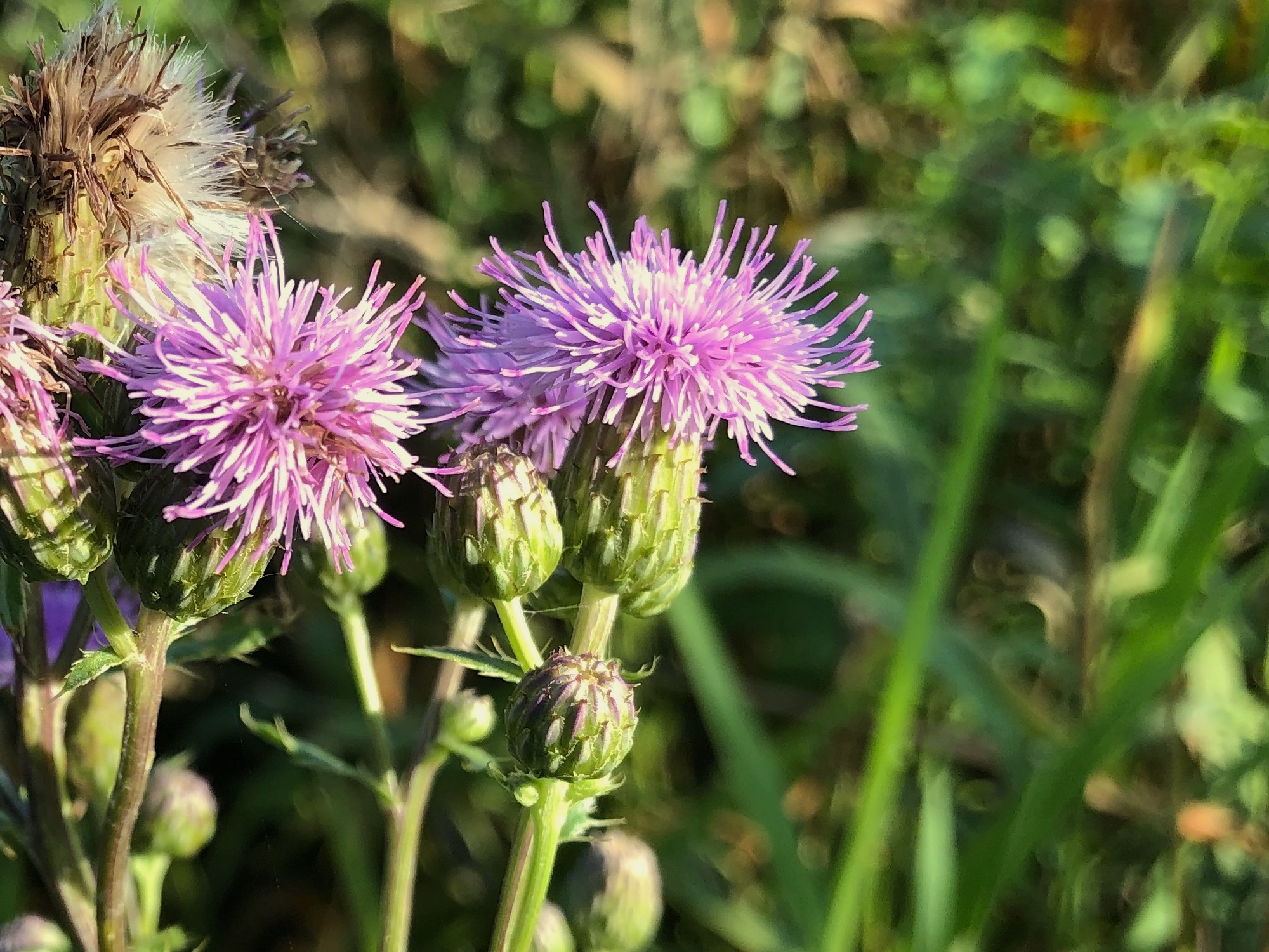 Canada Thistle on the sshore of Marion Dunn Pond in Madison, Wisconsin on July 10, 2019.