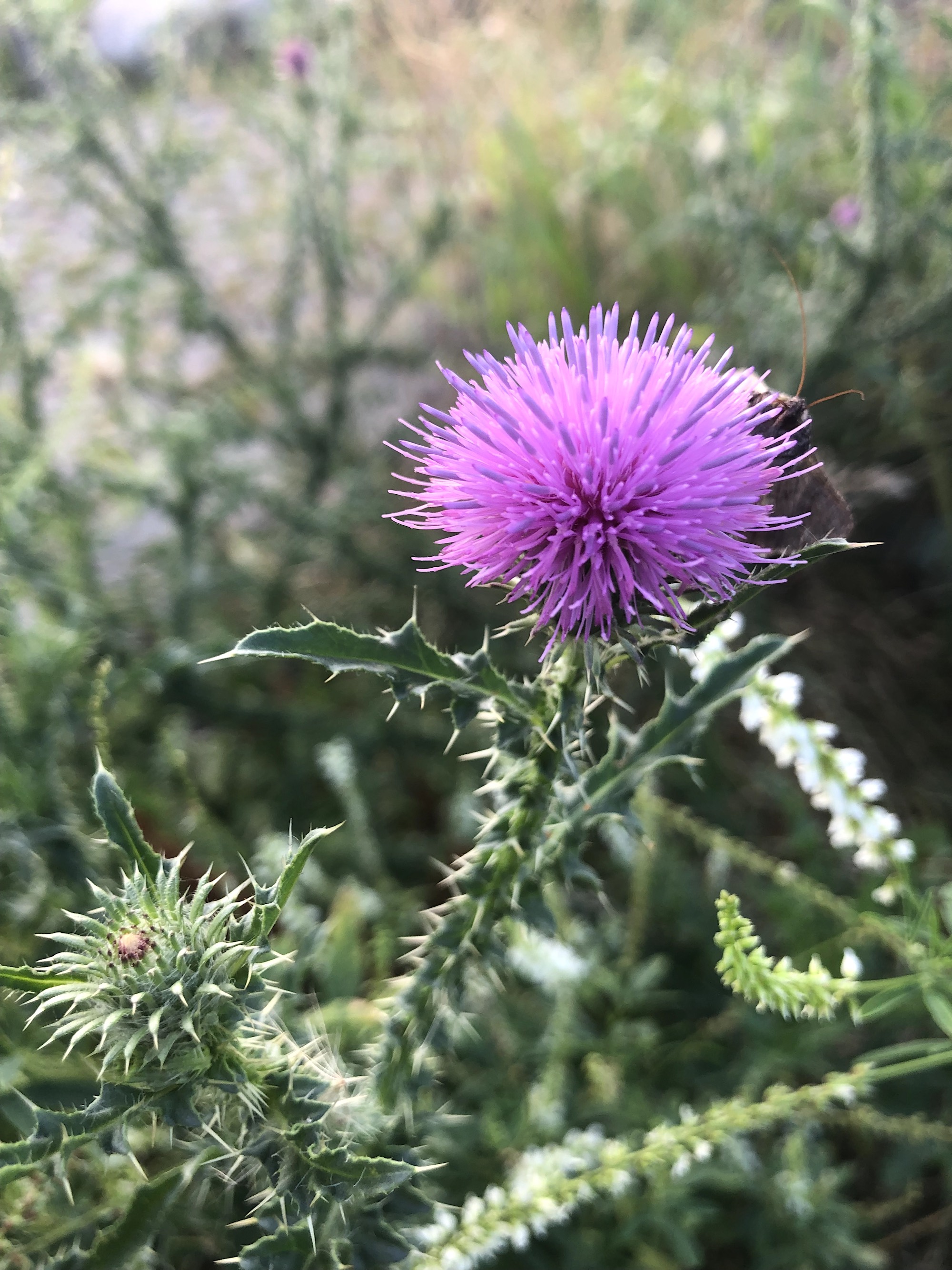 Plumeless Thistle in Wingra Park on shore of Lake Wingra in Madison, Wisconsin on July 28, 2019.