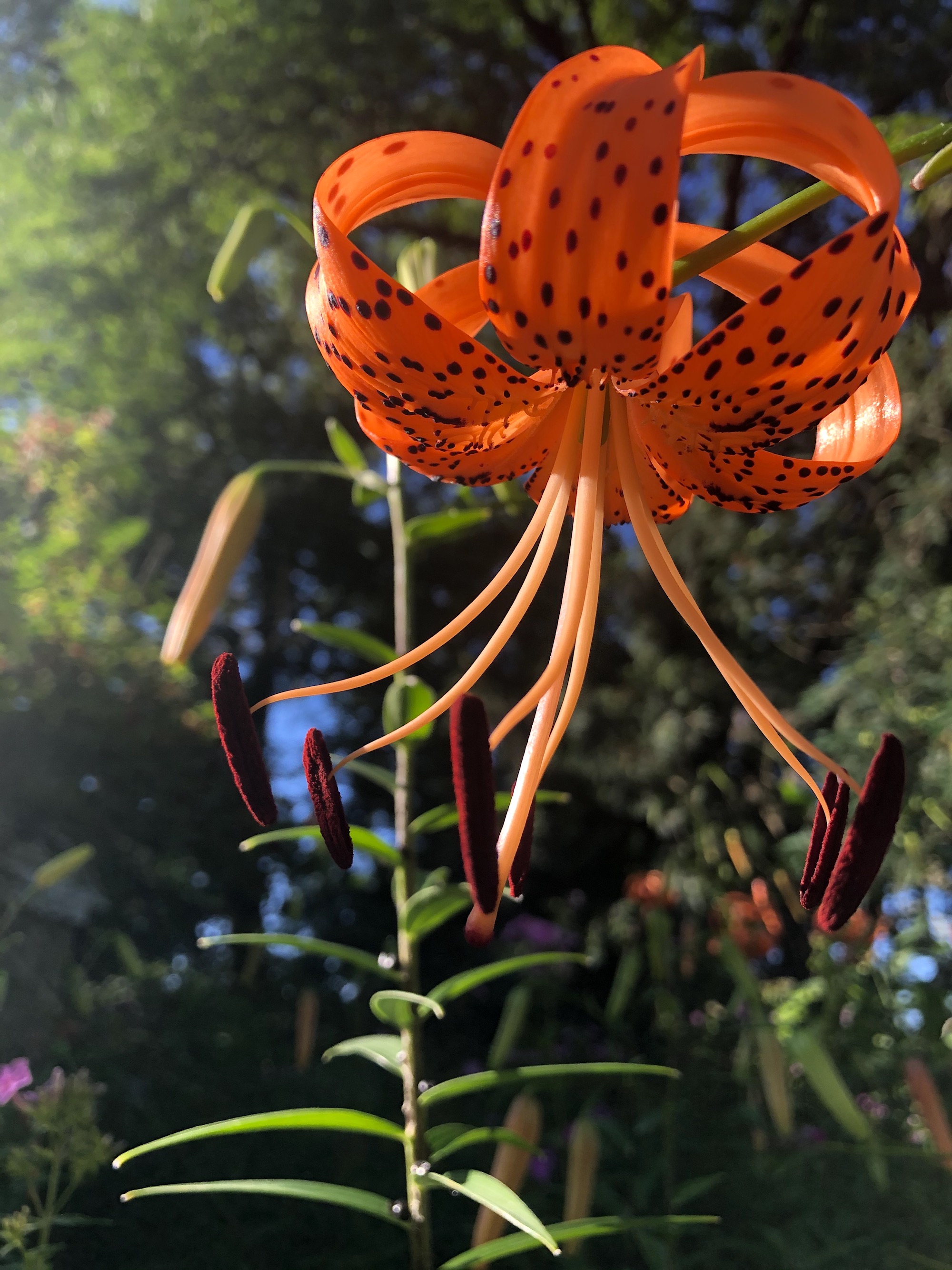 Tiger Lily near the Duck Pond on July 20, 2020.