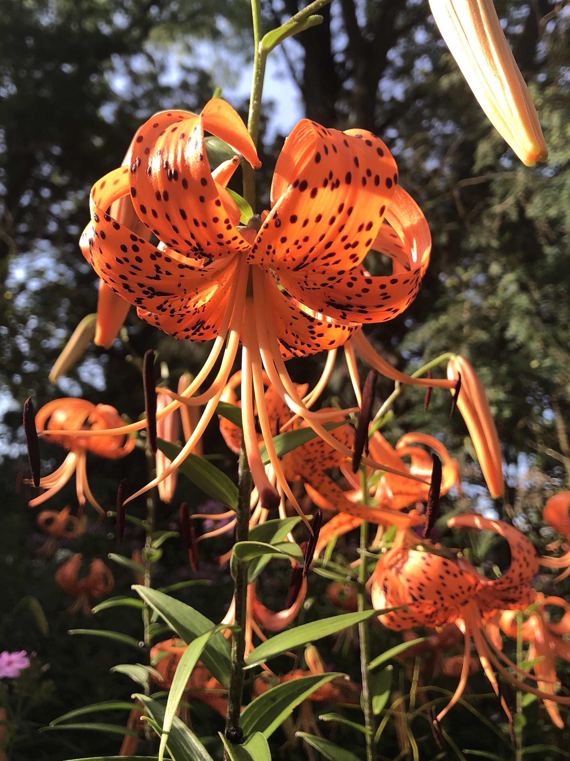 Tiger Lily near the Duck Pond on July 26, 2020.
