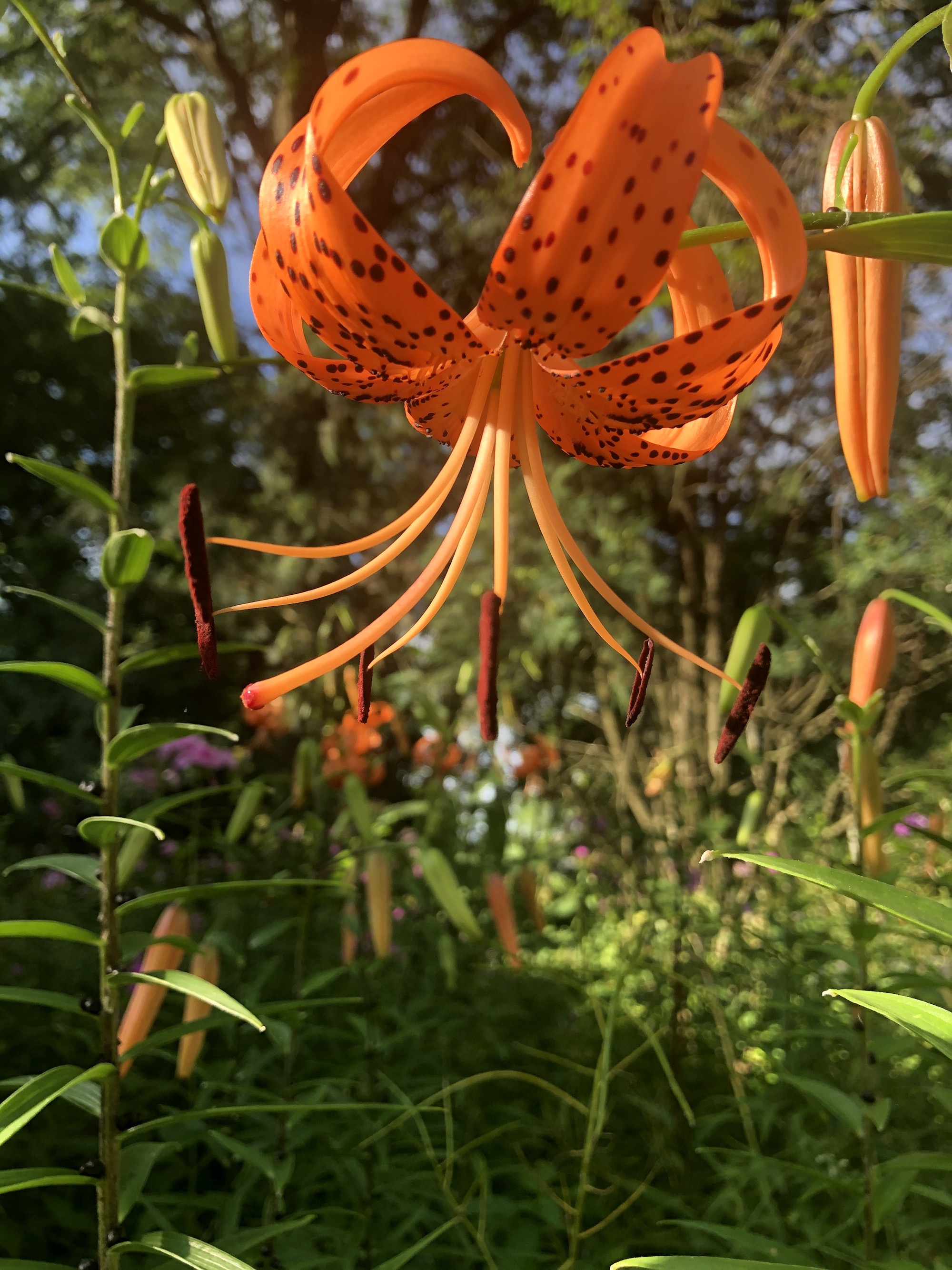 Tiger Lily near the Duck Pond on July 21, 2020.