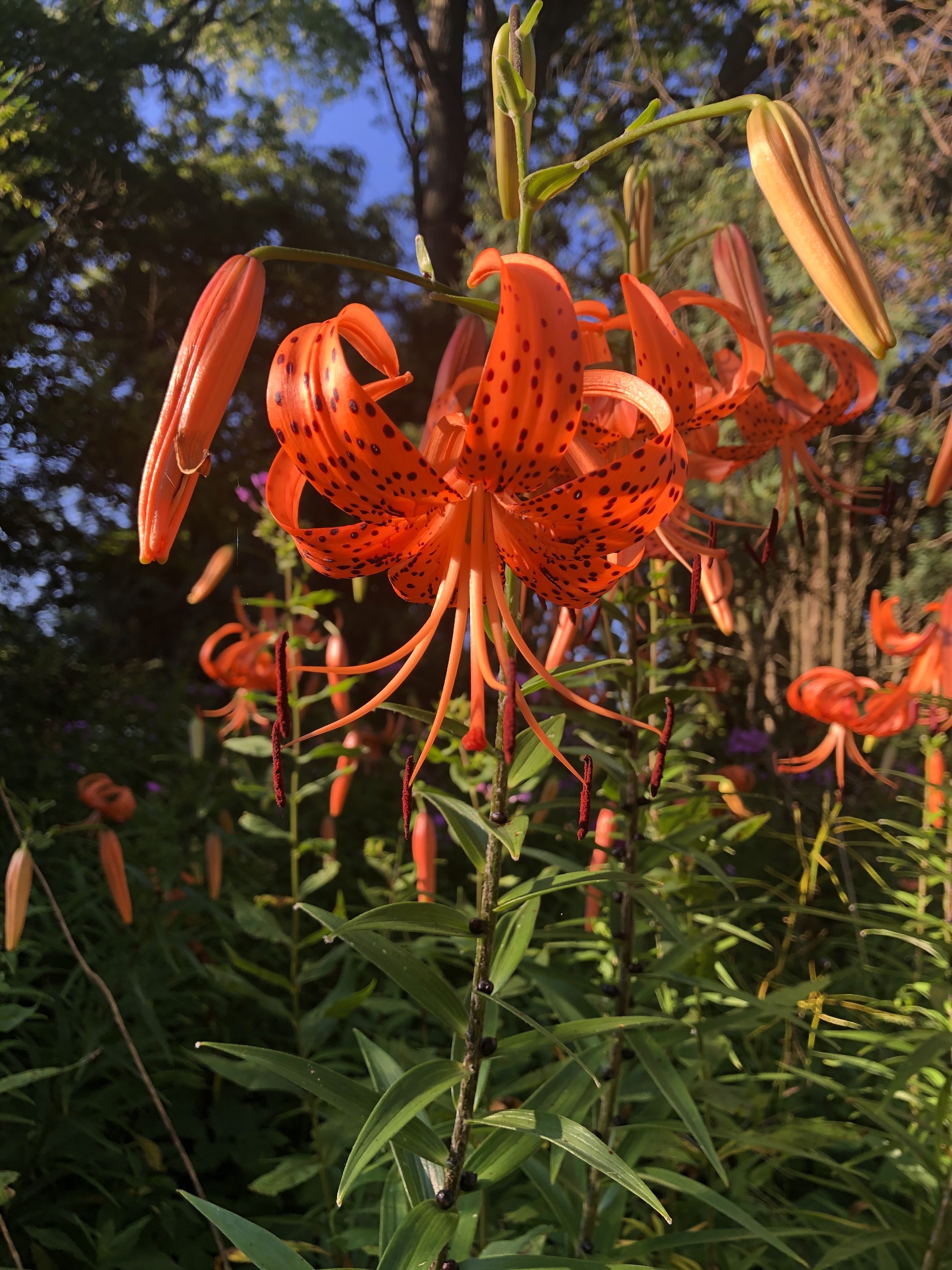 Tiger Lily near the Duck Pond on July 24, 2020.