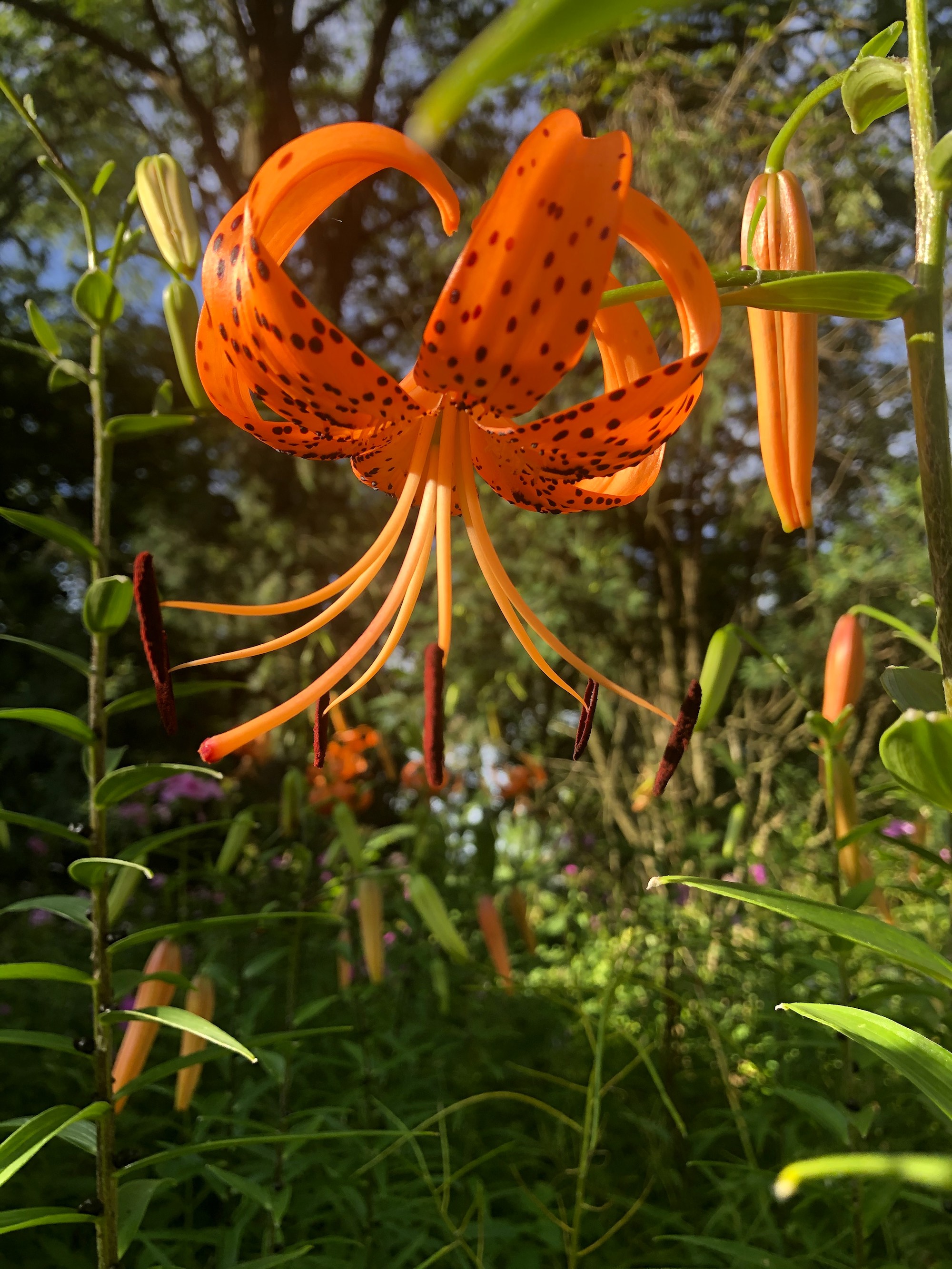 Tiger Lily near the Duck Pond on July 21, 2020.