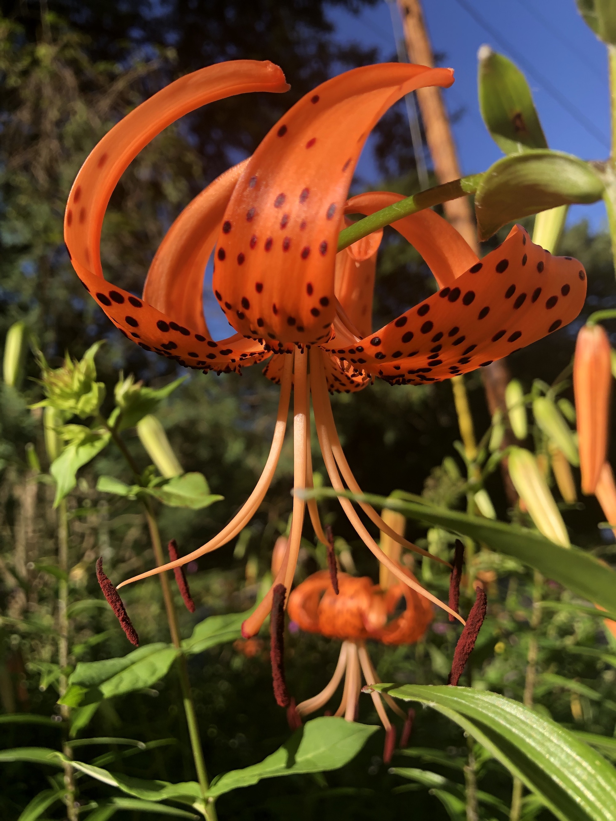 Tiger Lily near the Duck Pond on July 20, 2020.