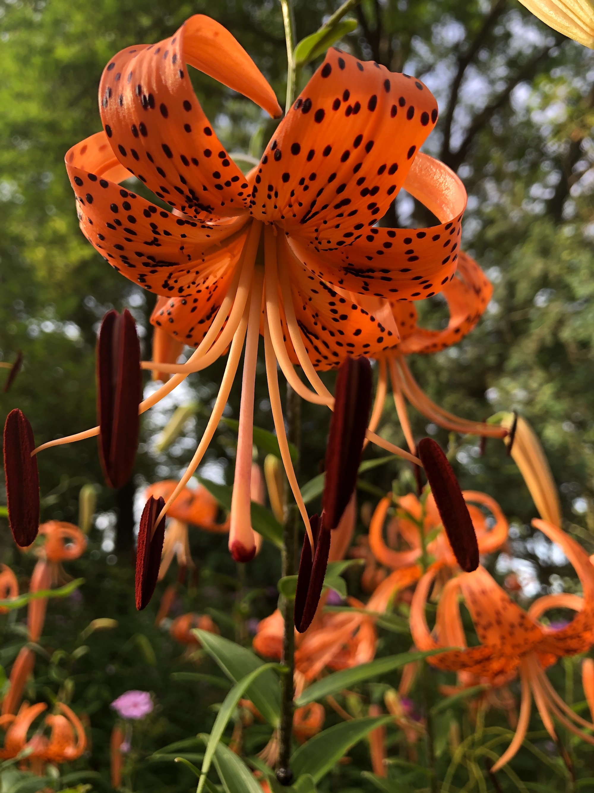 Tiger Lily near the Duck Pond on July 25, 2020.