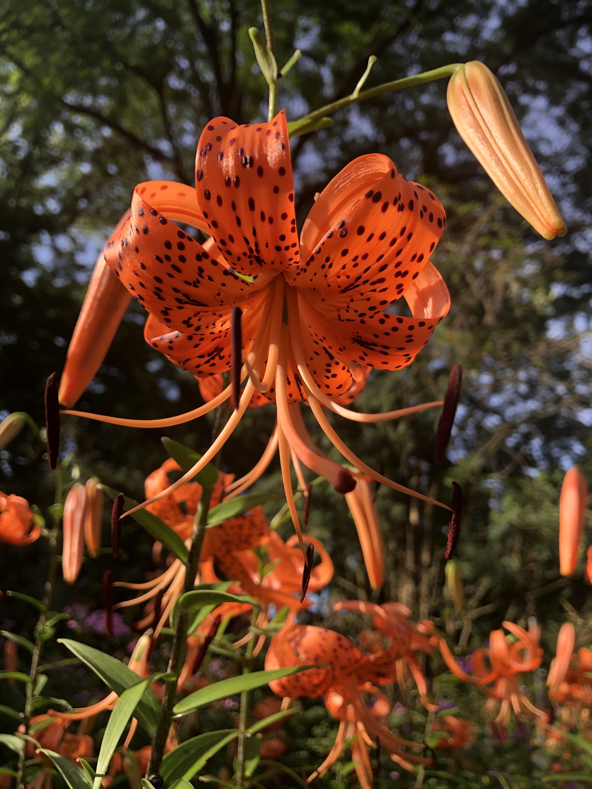 Tiger Lily near the Duck Pond on July 26, 2020.