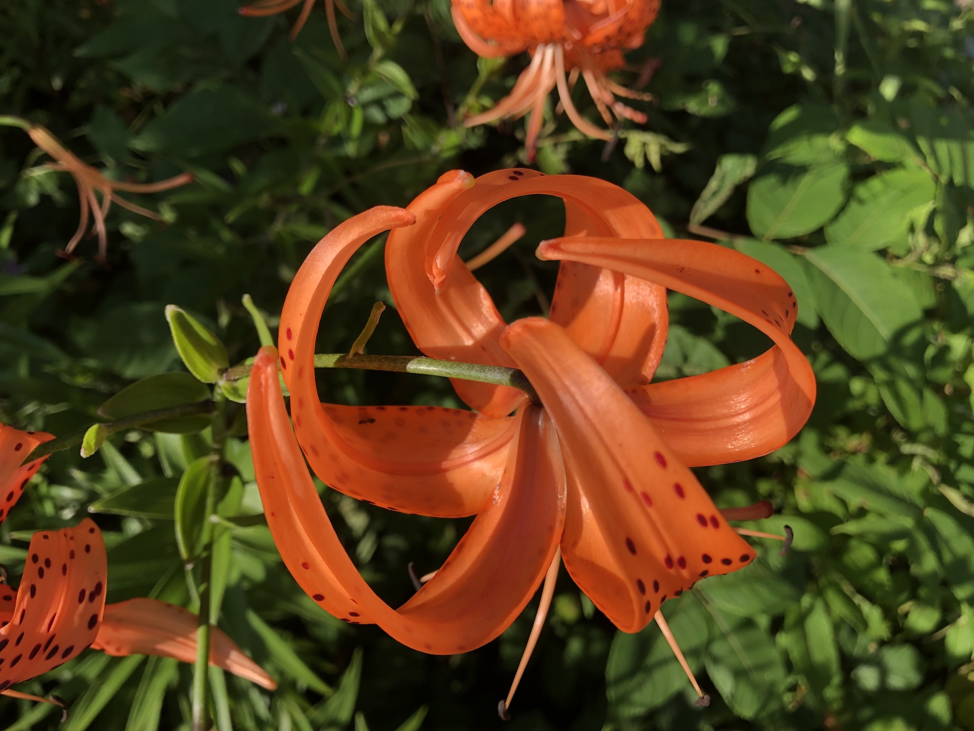 Looking down on a tall Tiger Lily near the Duck Pond on August 2, 2020.