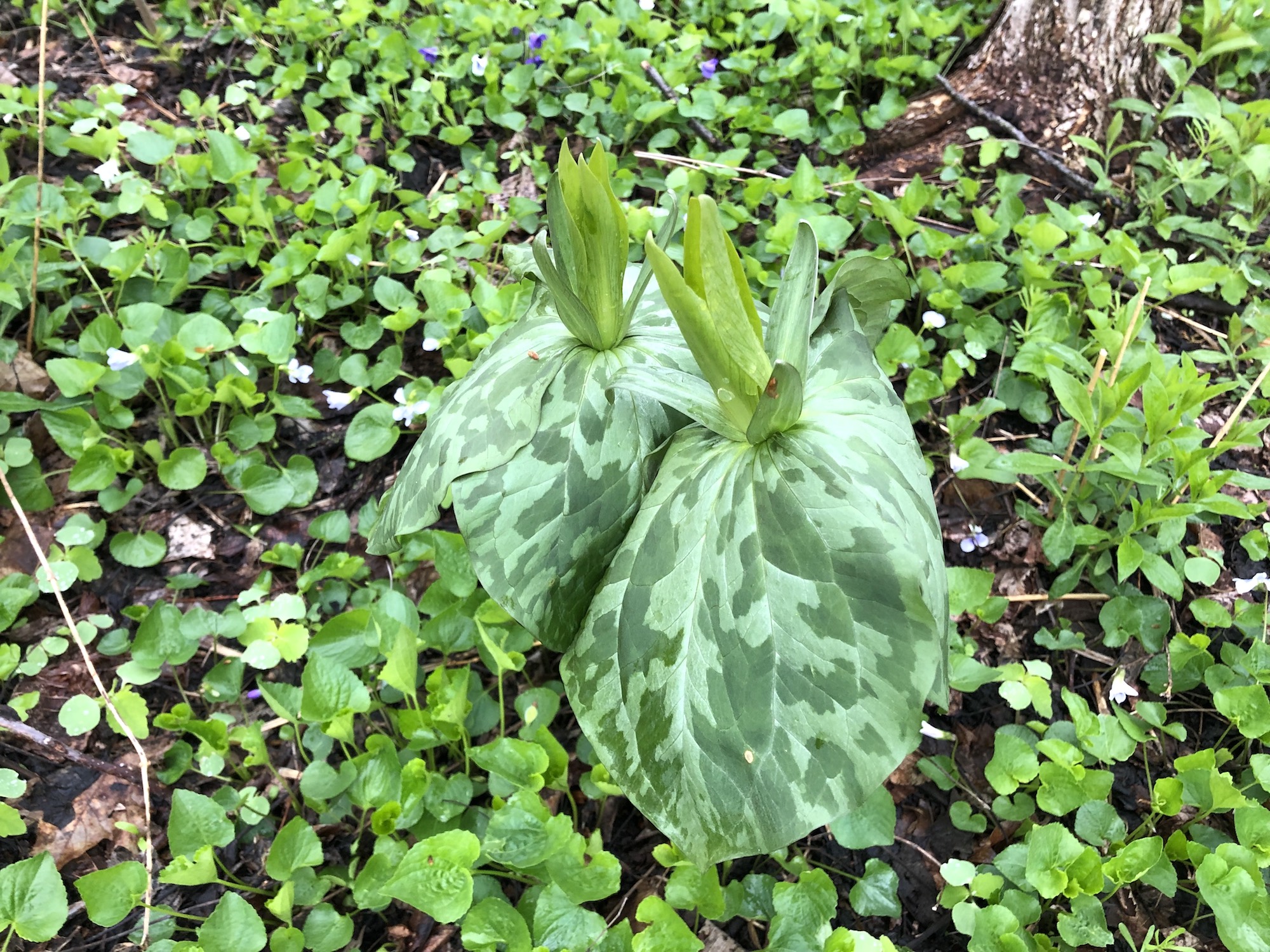 Yellow Trillium off of bike path between Marion Dunn and Duck Pond on April 30, 2019.