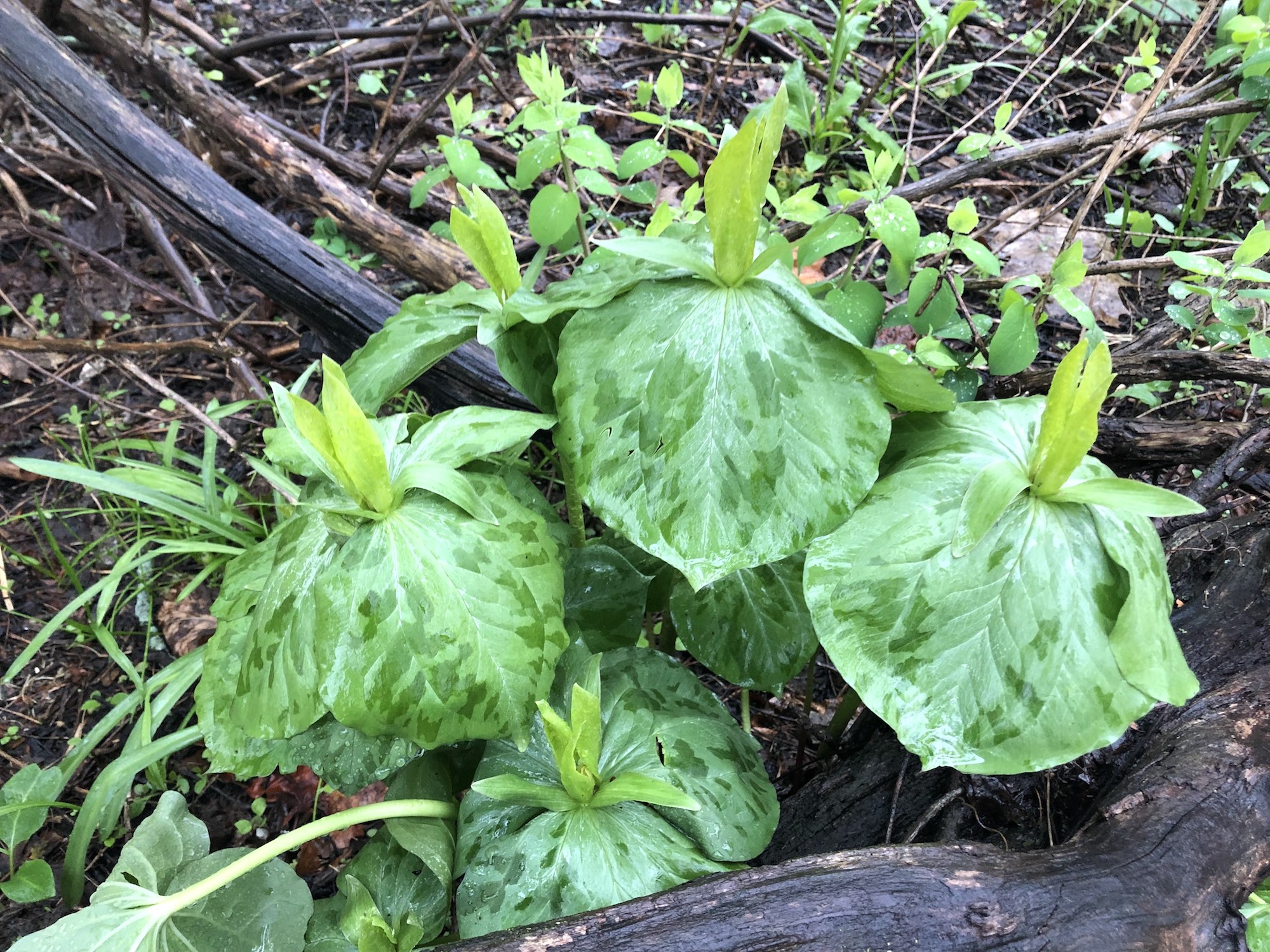 Yellow Trillium off of bike path between Marion Dunn and Duck Pond on May 6, 2019.