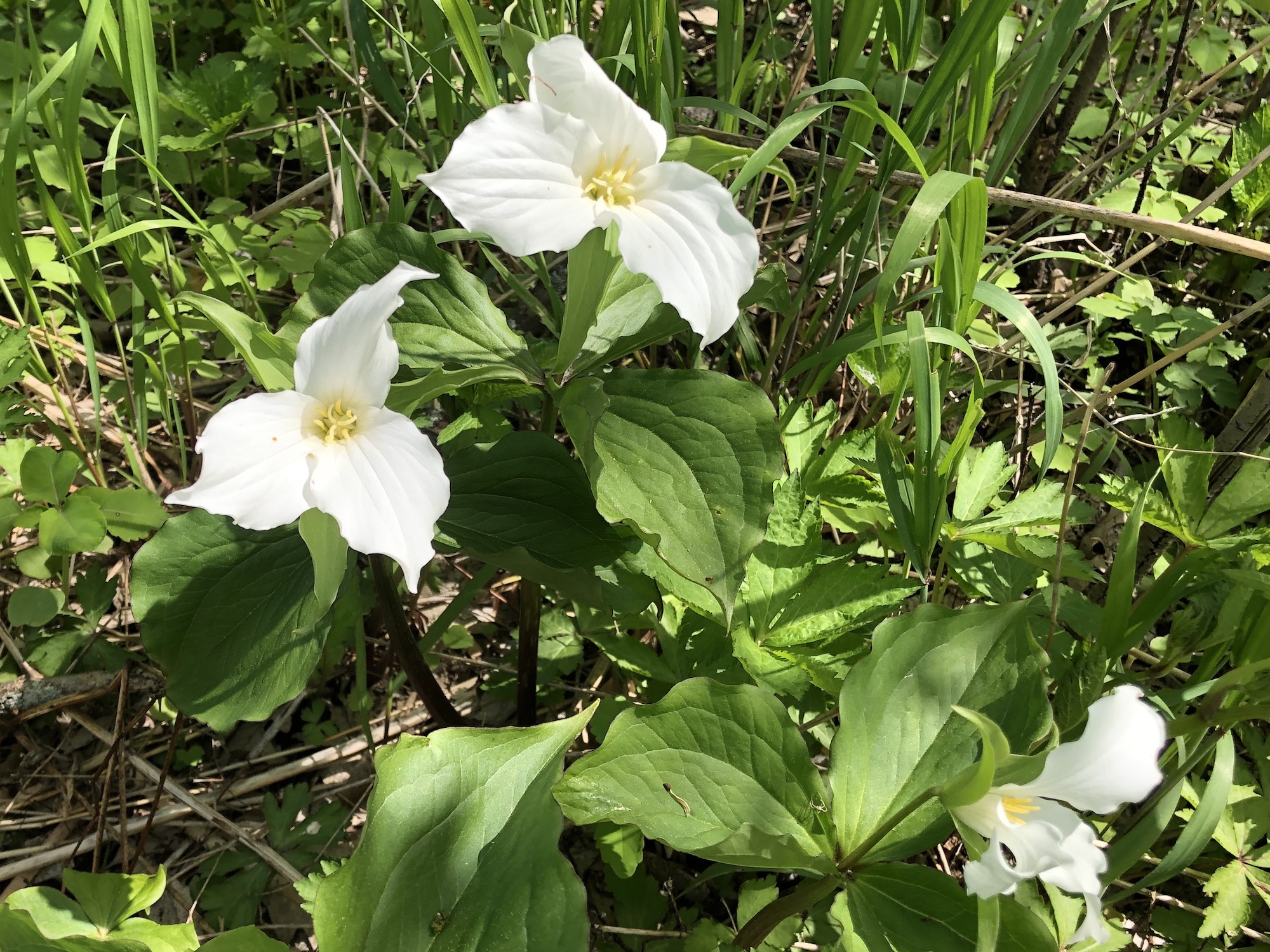 Great White Trillium on hill near Council Ring on May 15, 2019.