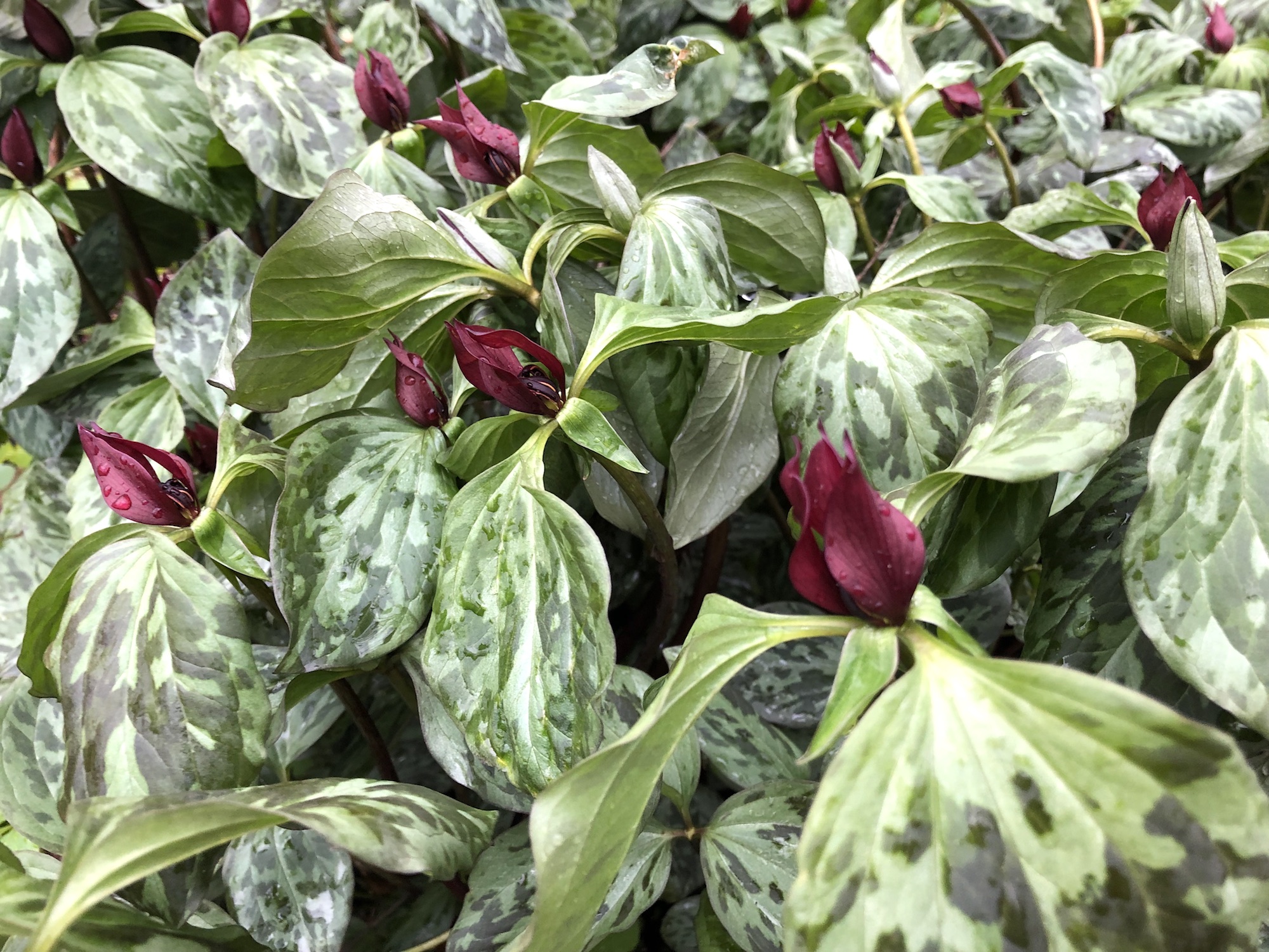 Trillium off of bike path between Marion Dunn and Duck Pond on April 30, 2019.