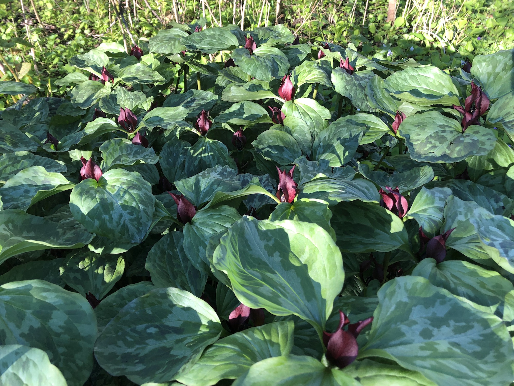 Trillium off of bike path between Marion Dunn and Duck Pond on May 10, 2019.