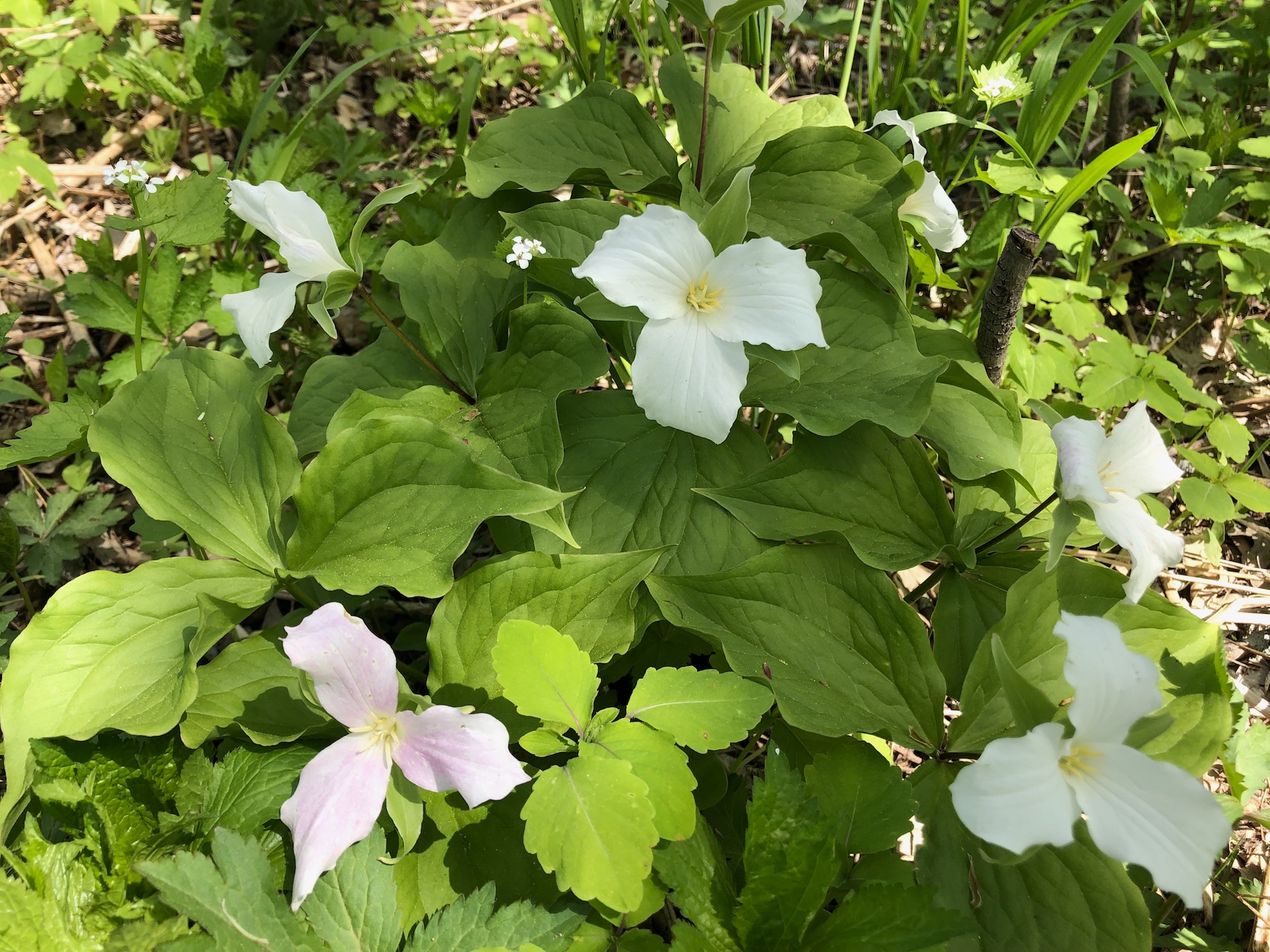 Great White Trillium on hill near Council Ring on May 15, 2019.