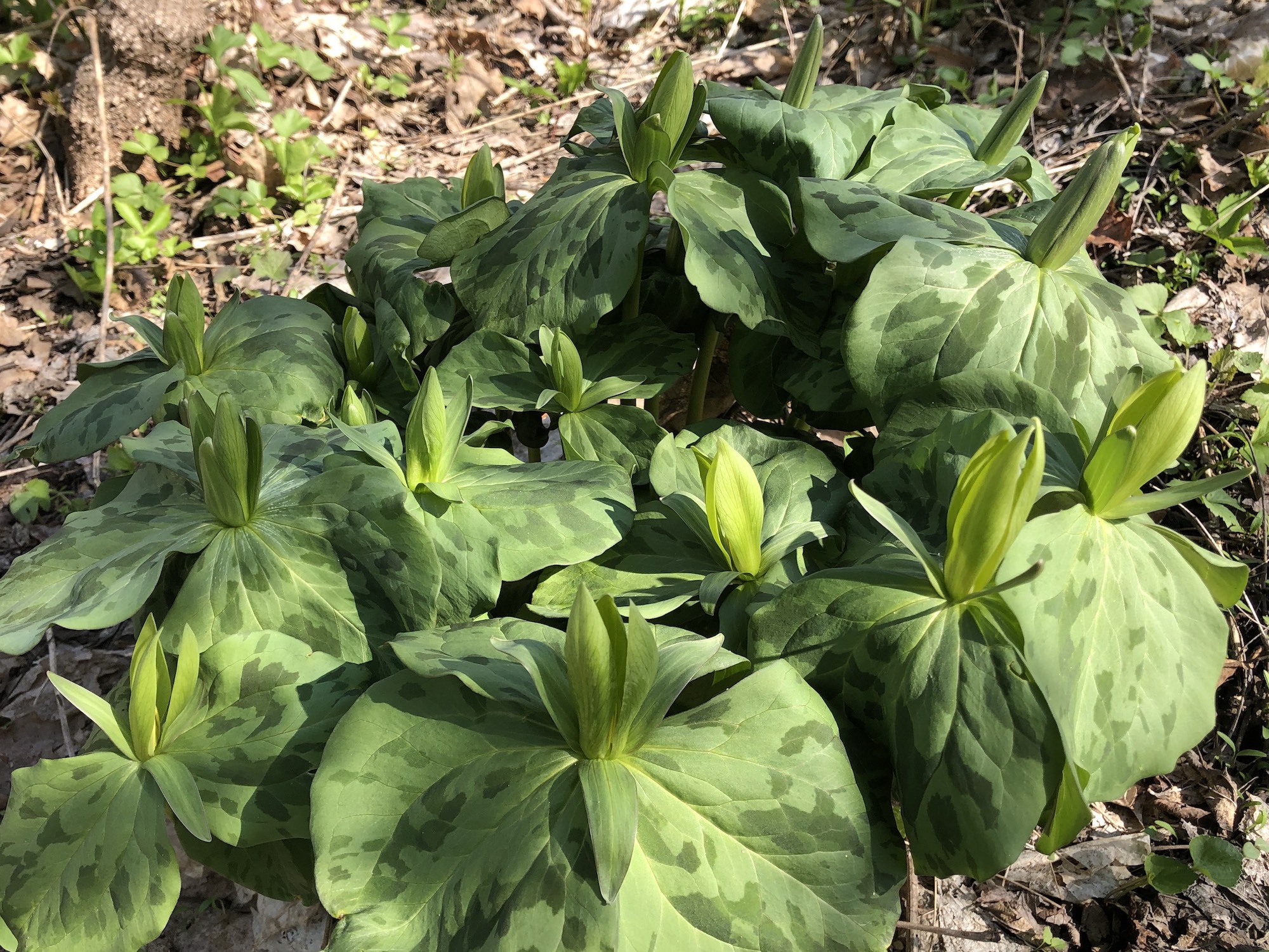 Trillium off of bike path between Marion Dunn and Duck Pond on April 25, 2019.